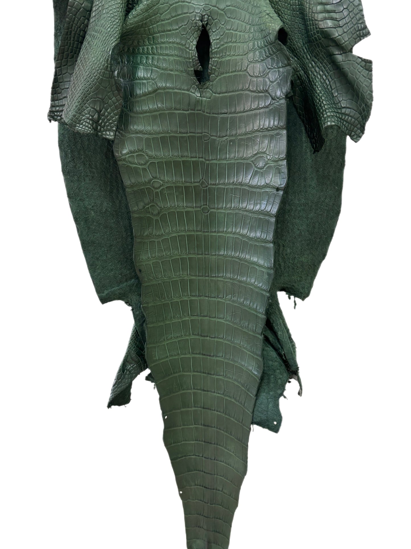 42 cm Grade 2/3 Forest Green Matte Wild American Alligator Leather - Tag: LA16-0024821