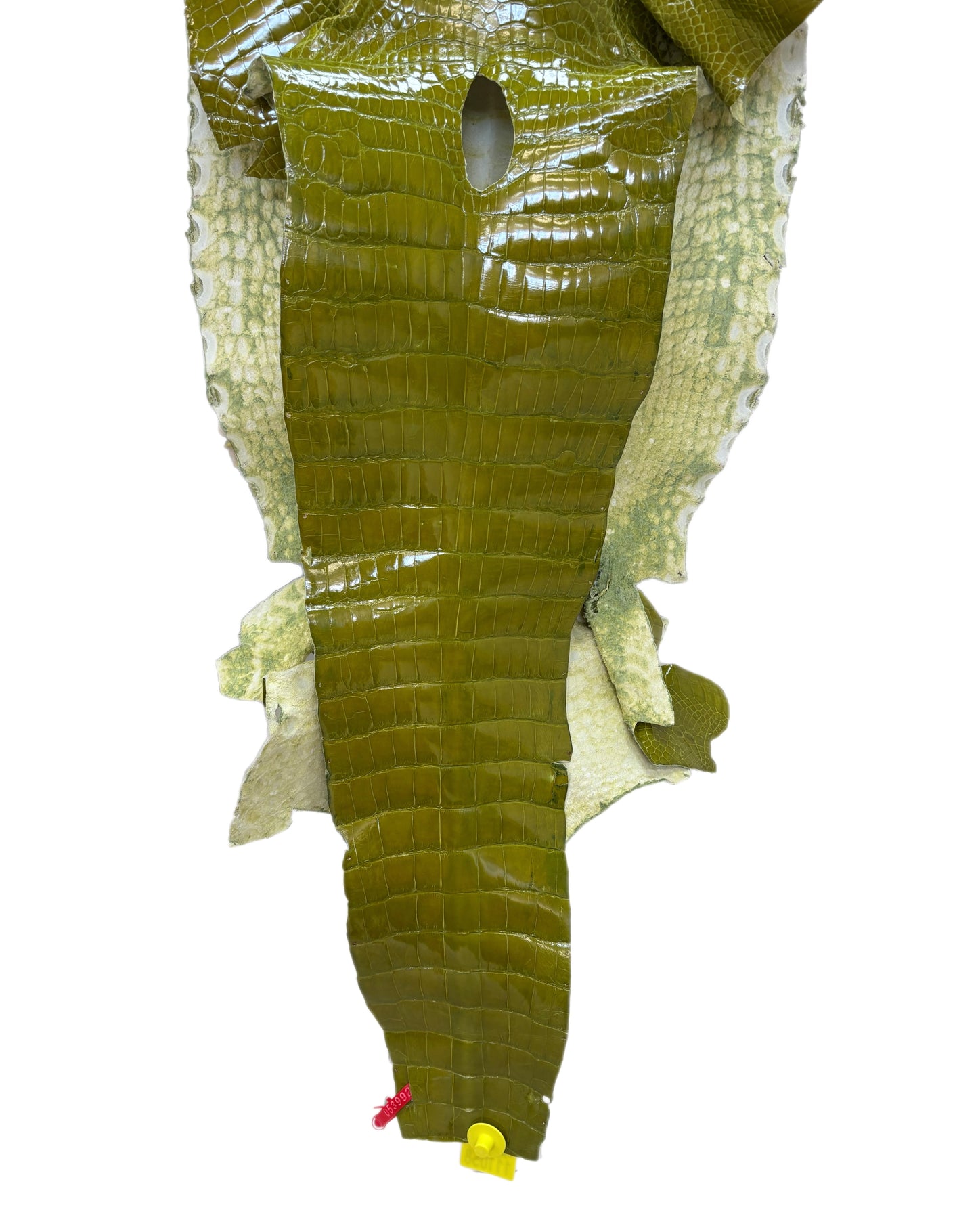CLOSEOUT | 35 cm Grade 3/4 Muguet Glazed Wild American Alligator Leather - Tag: CCIT-0539926