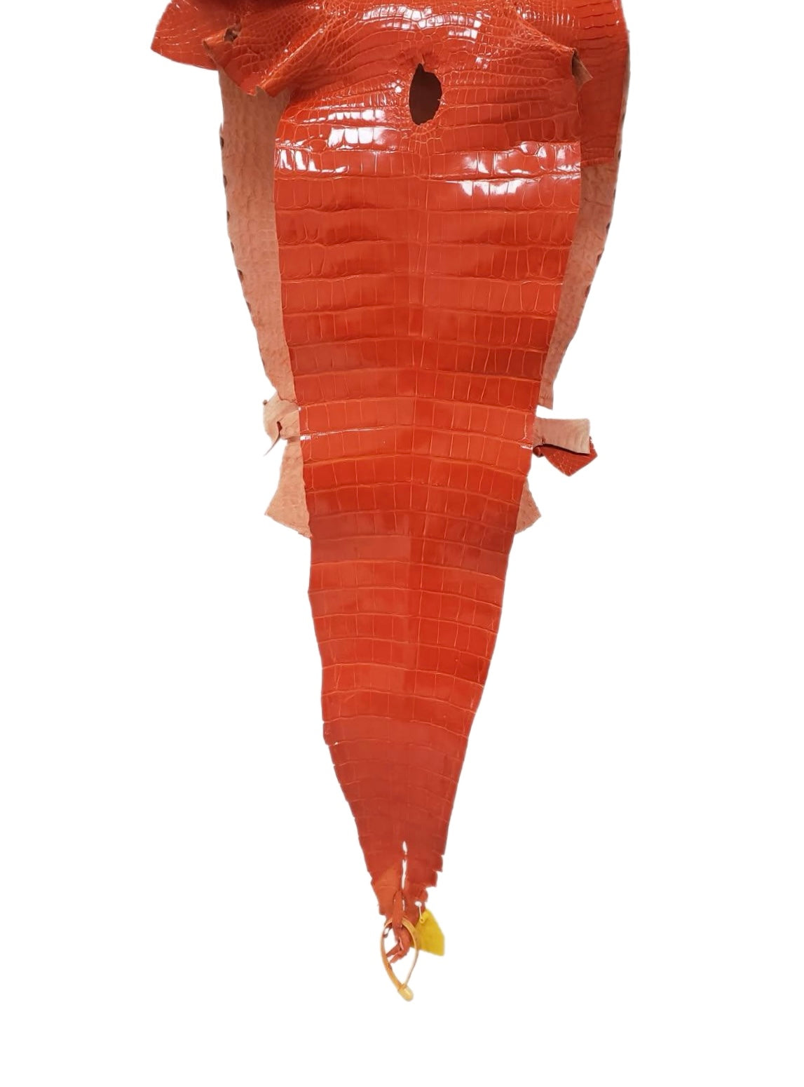 35 cm Grade 1/2 Mandarina Glazed Farm-Raised American Alligator Leather - Tag: GA13-0020888