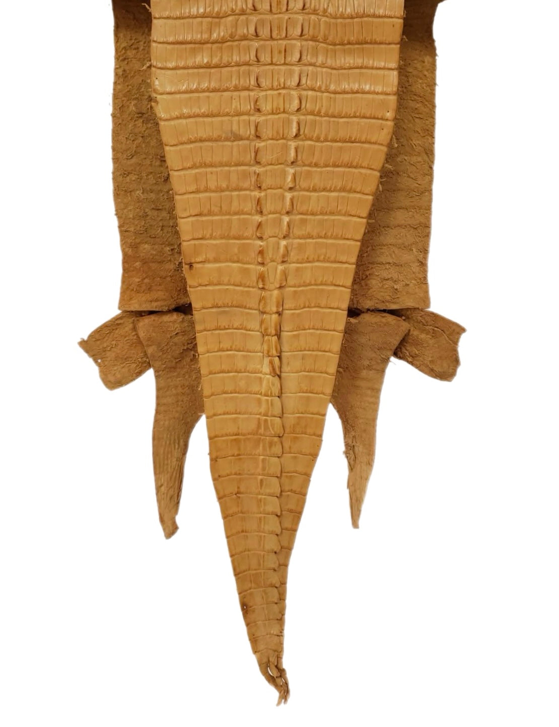 23 cm Grade 2/3 Buttercup Matte Farm-Raised American Alligator Hornback Leather - No Tag