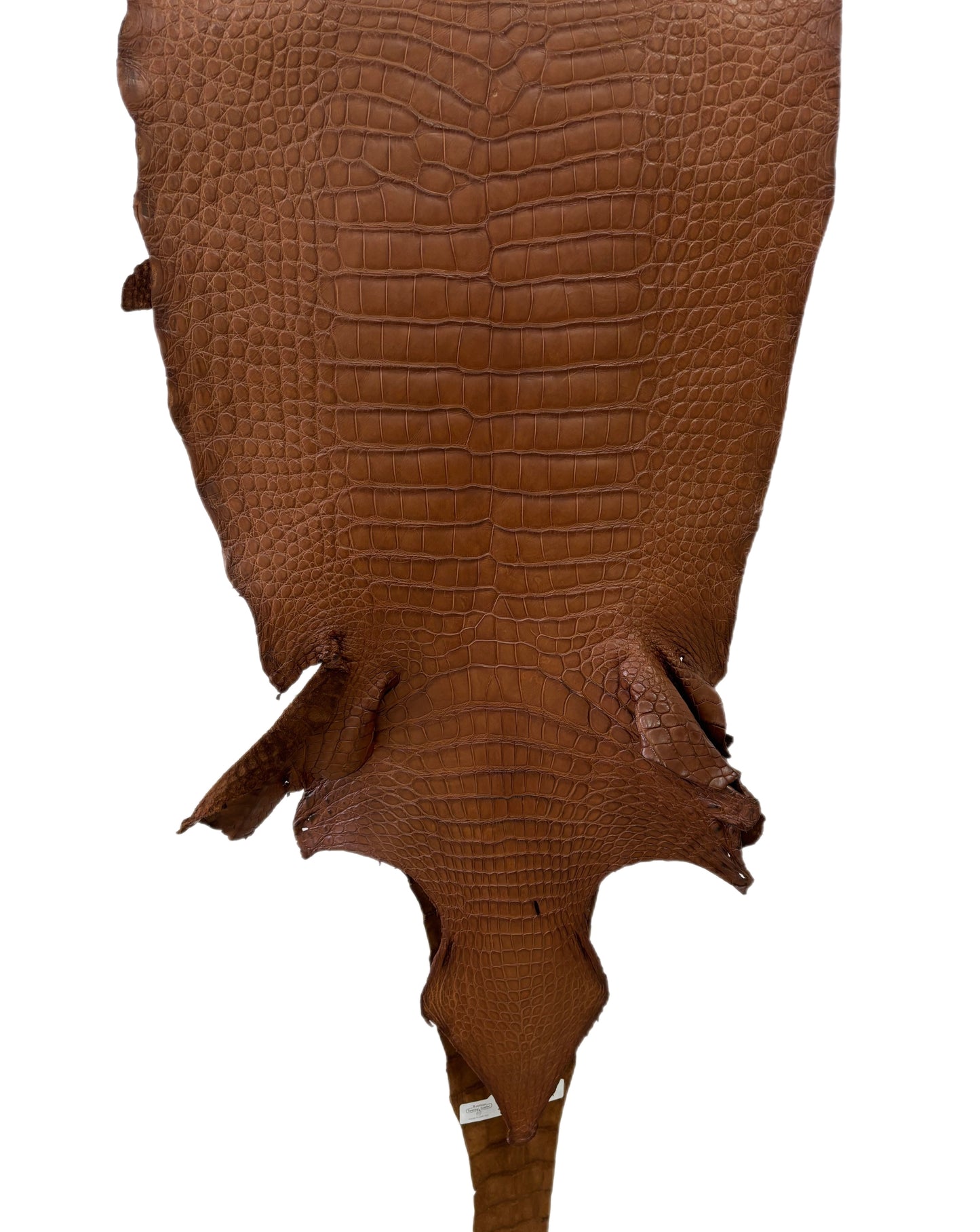 43 cm Grade 2/3 Cigar Matte Wild American Alligator Leather - Tag: LA22-0025540