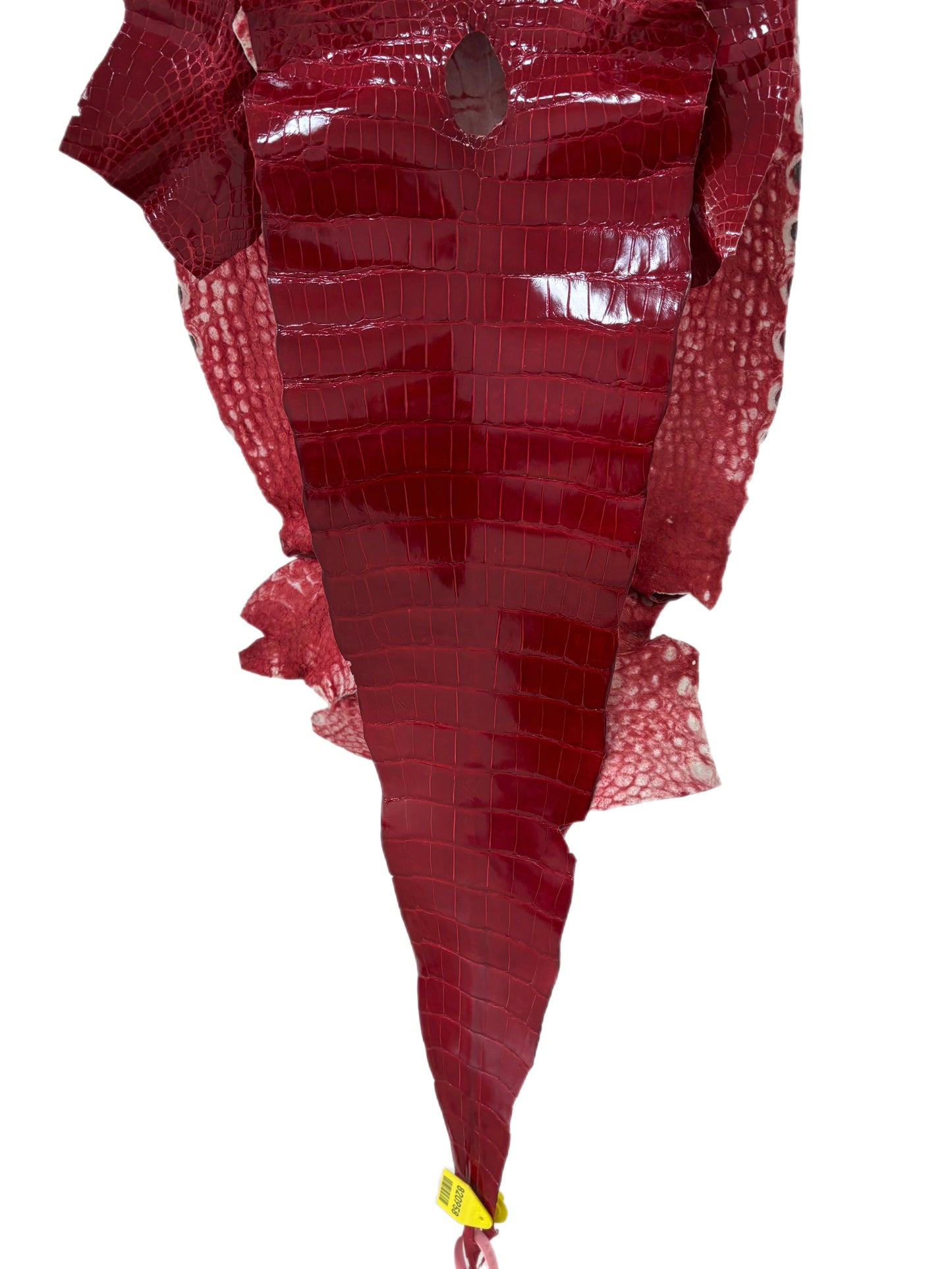 37 cm Grade 1/2 Red Glazed Wild American Alligator Leather - Tag: LA15-0037208