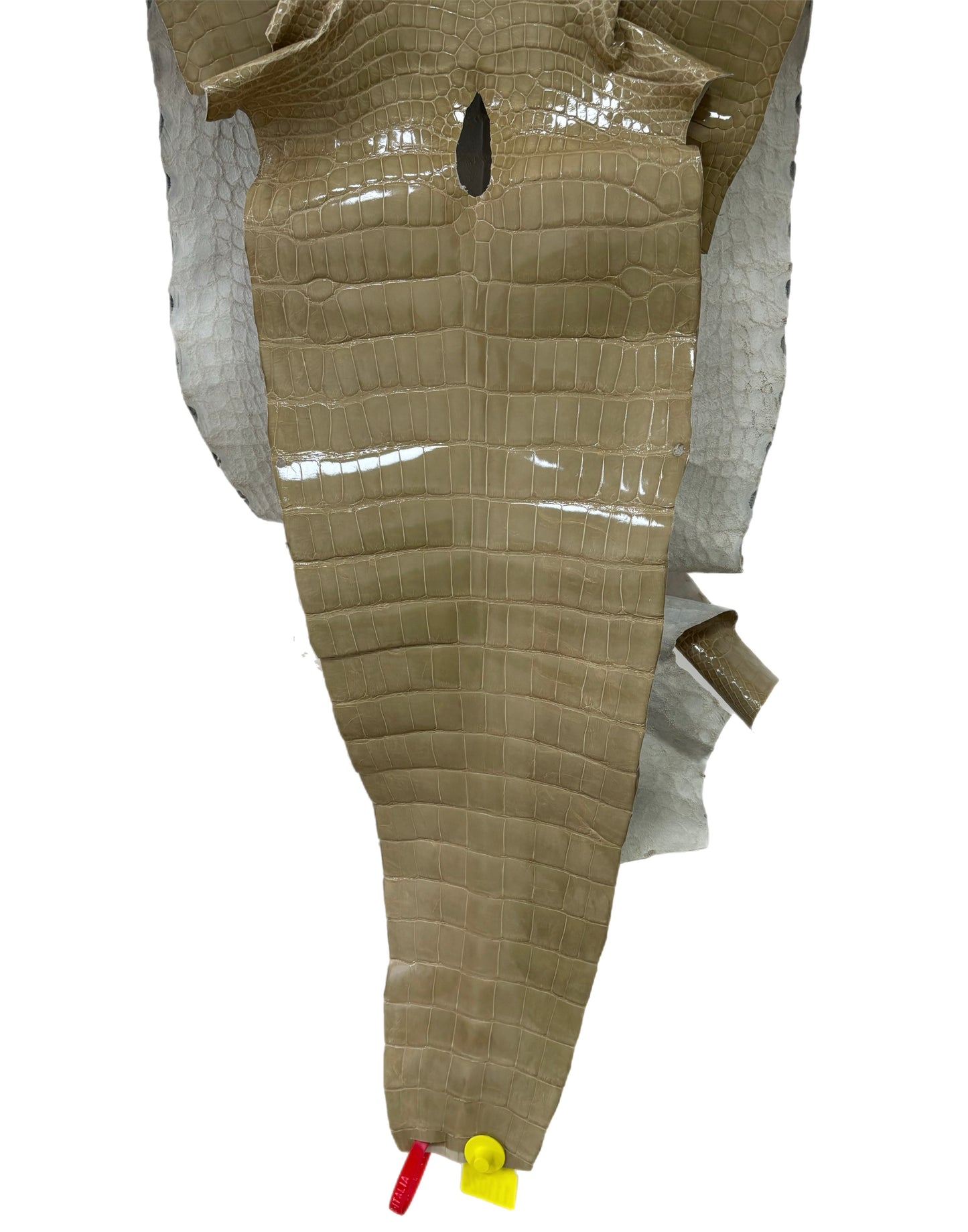 39 cm Grade 3/4 Ash Glazed Wild American Alligator Leather - Tag: ITCC-0539970