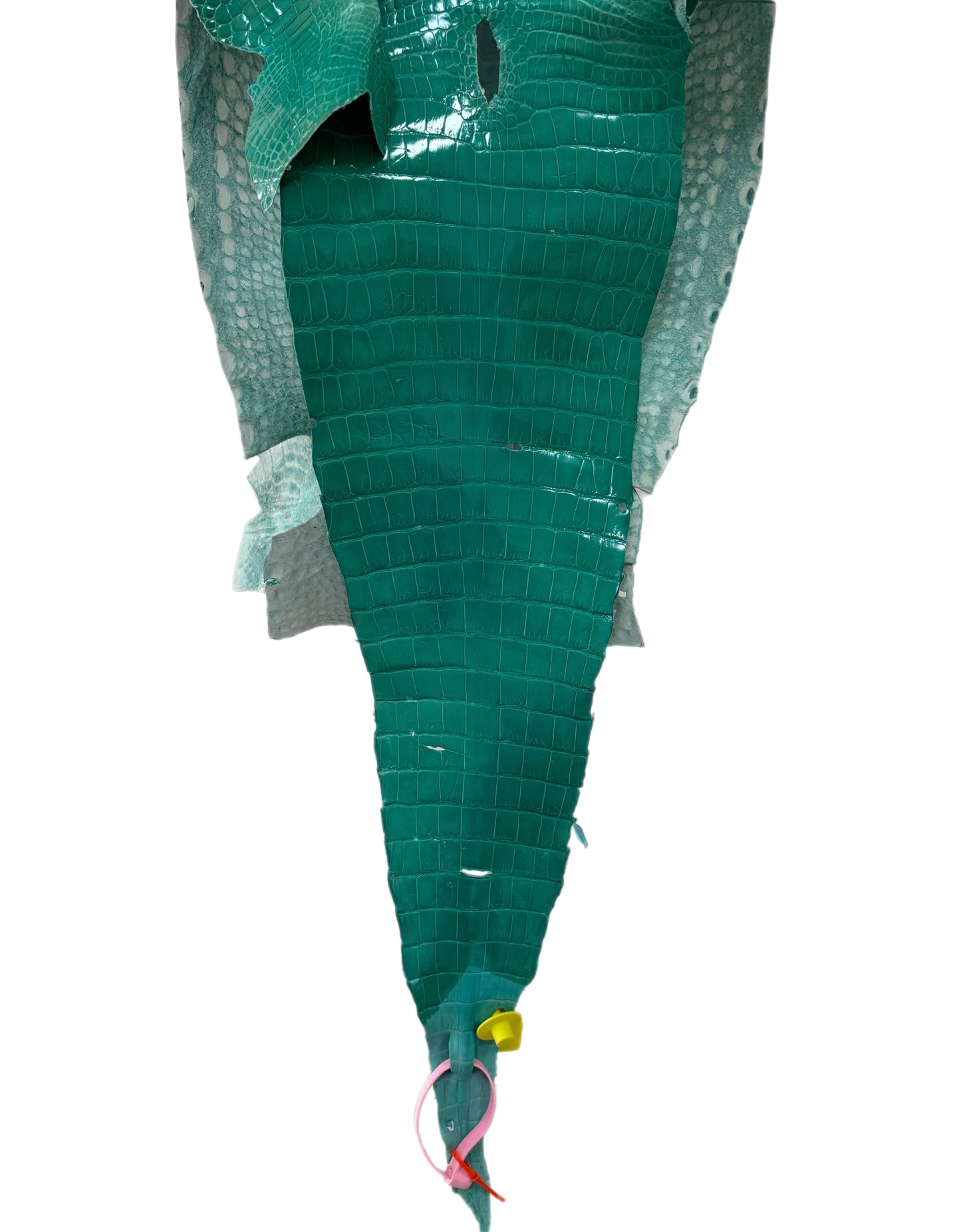 29 cm Grade 3/4 Tiffany Blue Glazed Farm-Raised American Alligator Leather - Tag: FL14-0003637