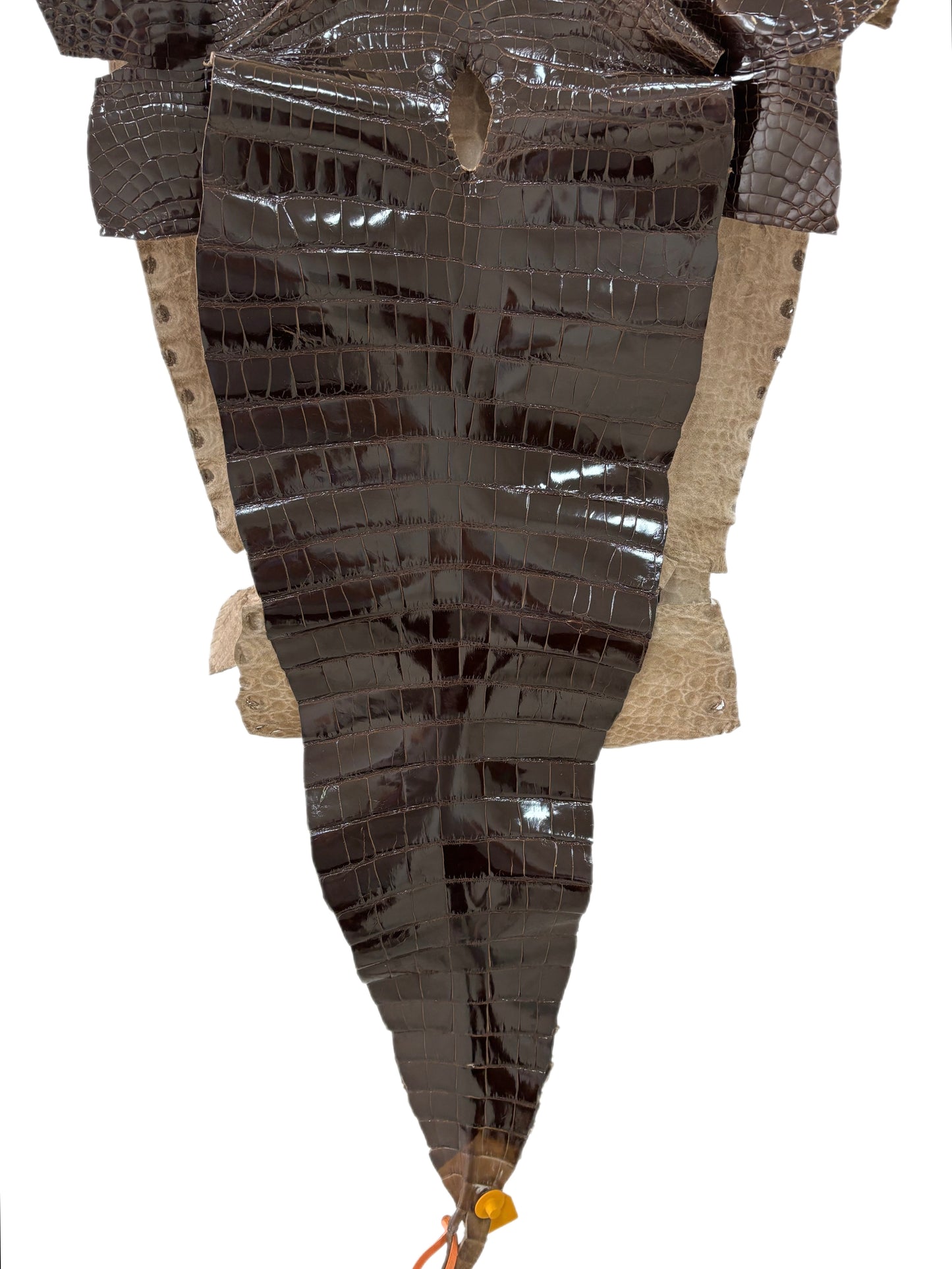 53 cm Grade 2/3 Sport Rust Brown Glazed Farm-Raised American Alligator Leather - Tag: FL14-0004079