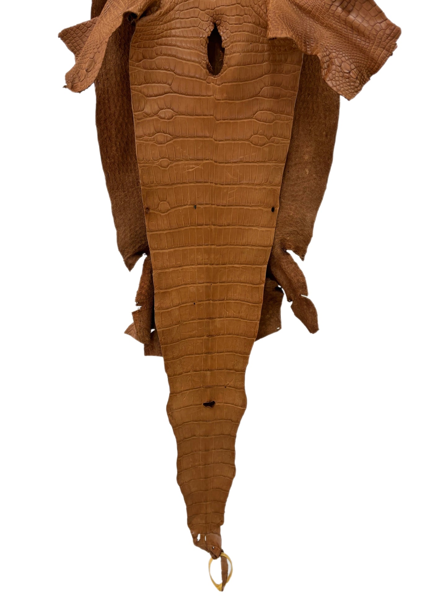 37 cm Grade 3/4 Almond Matte Wild American Alligator Leather - Tag: LA23-0014548
