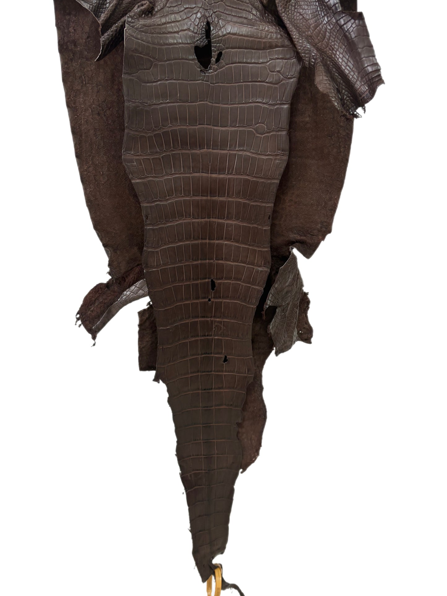 36 cm Grade 2/3 Chocolate Matte Wild American Alligator Leather - Tag: LA23-0027781
