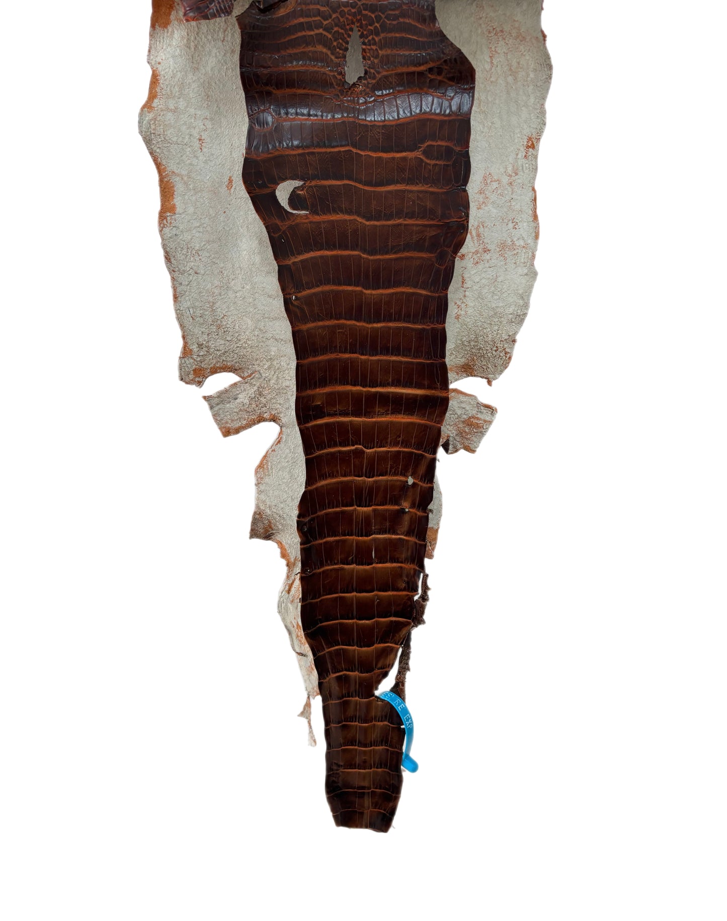 28 cm Grade 1/2 Sienna Matte Wild American Alligator Leather - Tag: ESRE-0050704