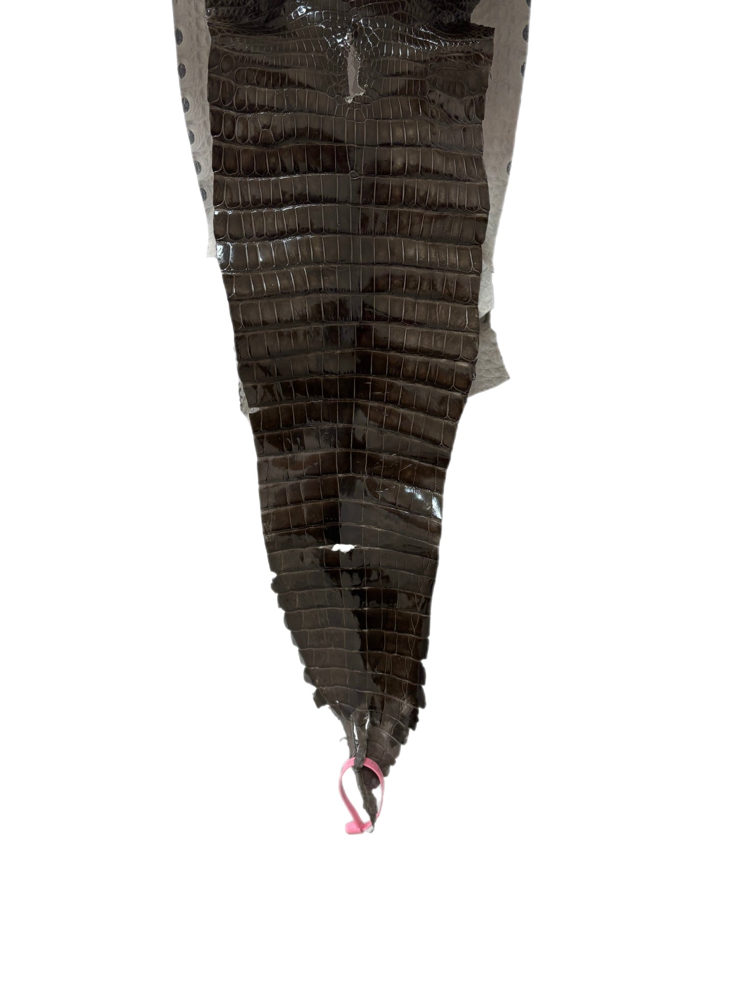 24 cm Grade 1/2 Cocoa Glazed Farm-Raised American Alligator Leather - Tag: FL21-0024427