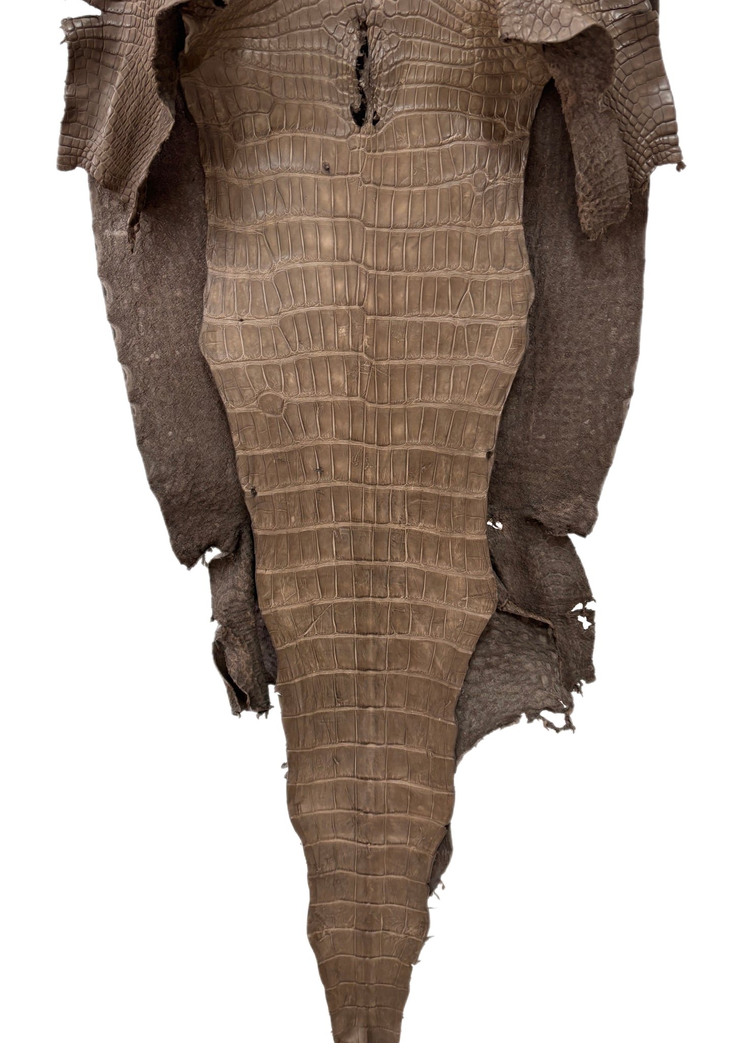 47 cm Grade 2/3 Cocoa Matte Matte Wild American Alligator Leather - Tag: LA23-0023078