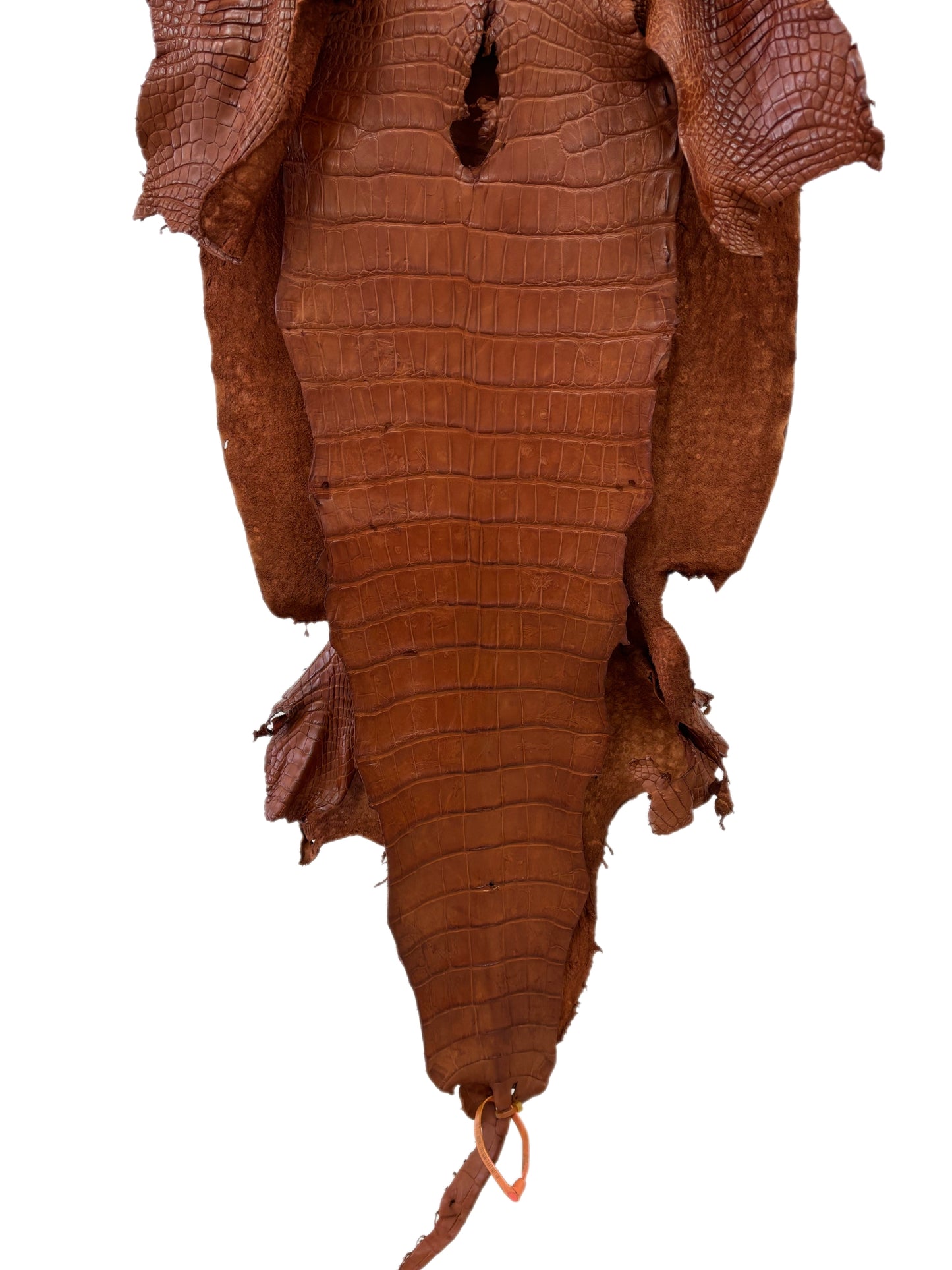 43 cm Grade 3/4 Cognac Matte Wild American Alligator Leather - Tag: LA24-0022398