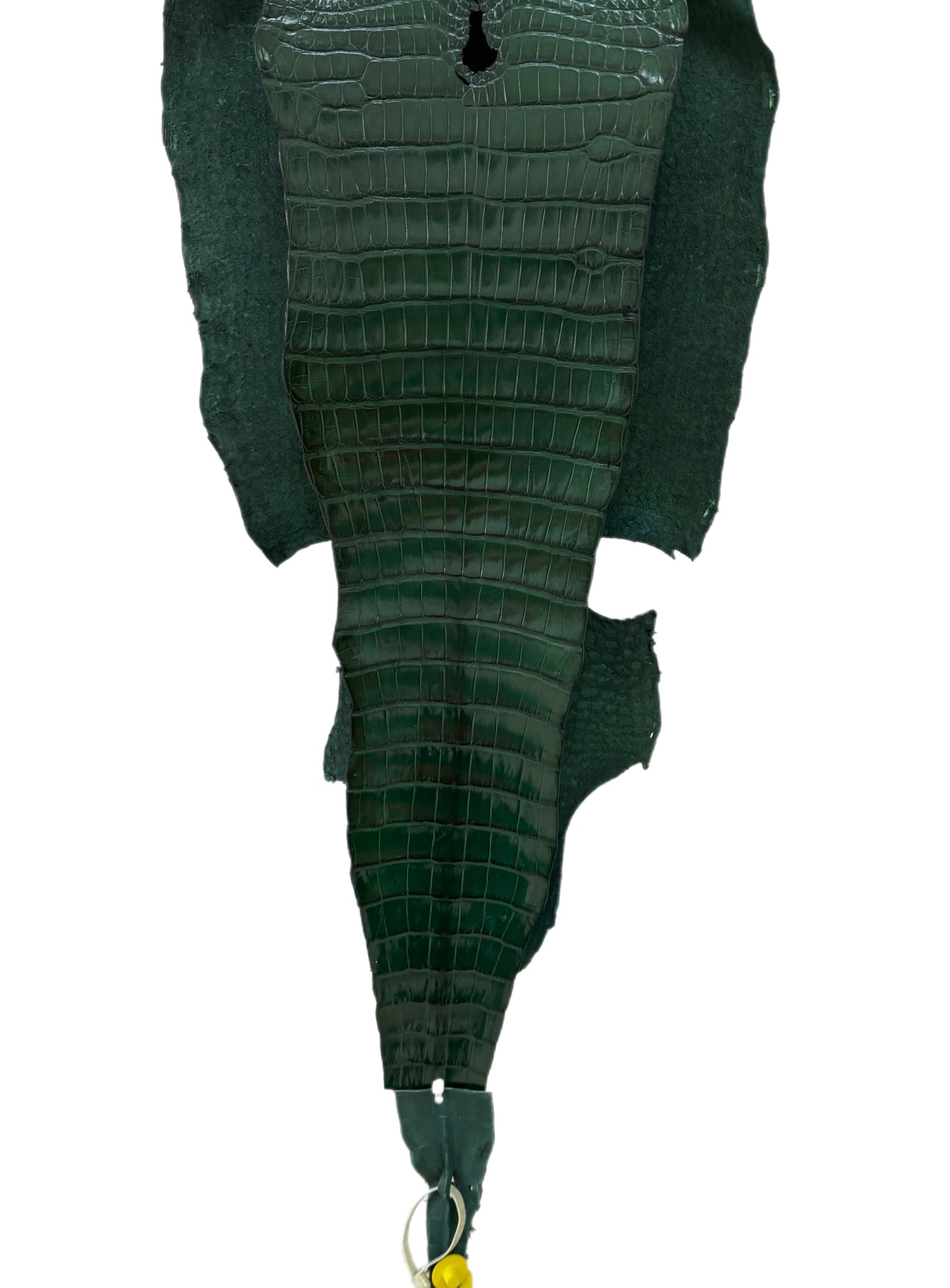 38 cm Grade 1/2 Forest Green Millennium Wild American Alligator Leather - Tag: LA17-0036630