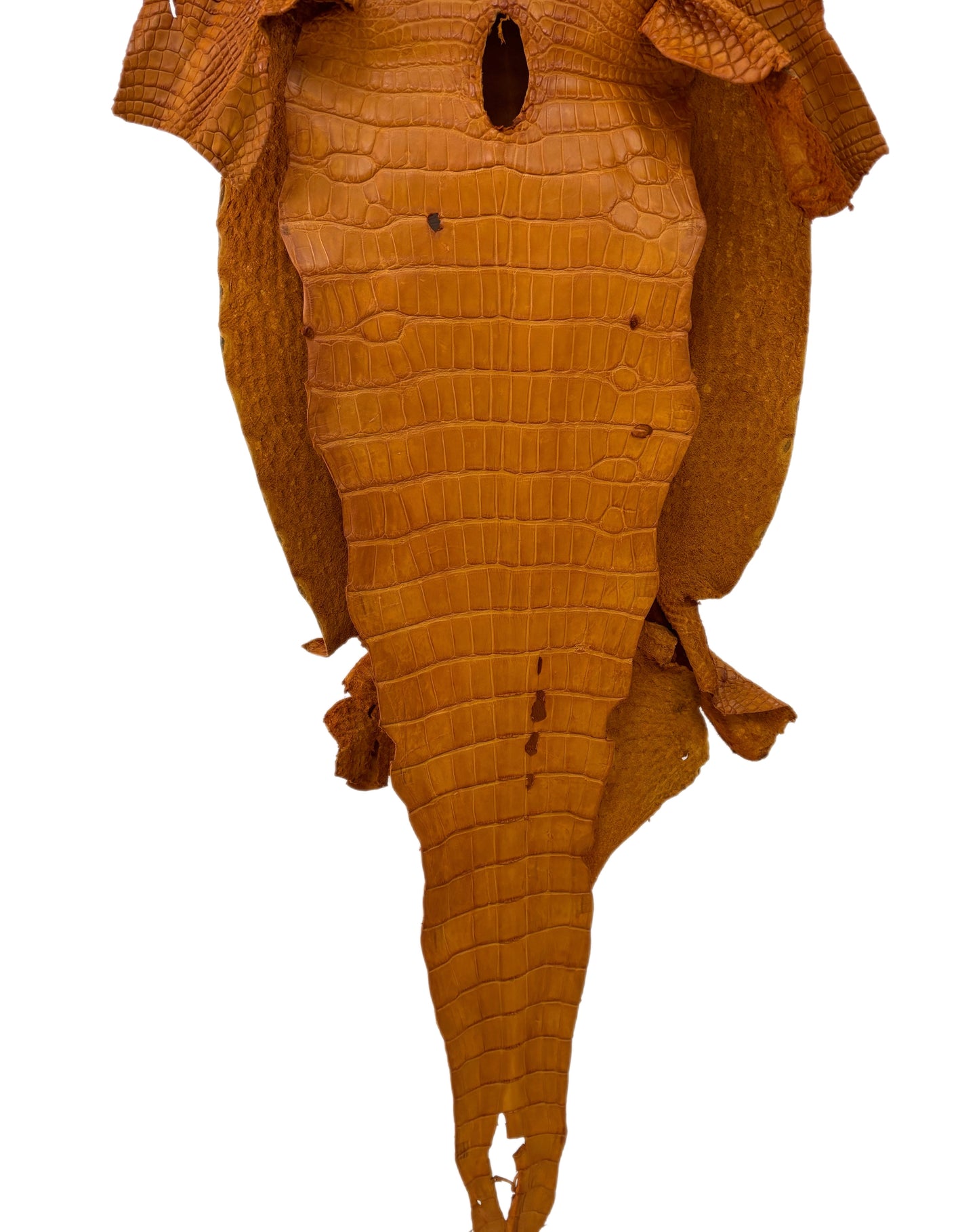 36 cm Grade 2/3 Buttercup Matte Wild American Alligator Leather - Tag: LA23-0003508