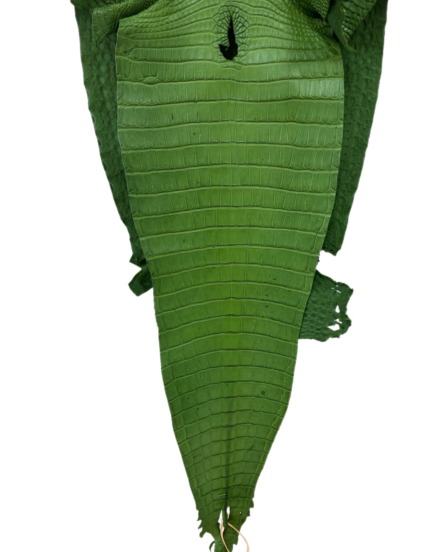 38 cm Grade 3/4 Jungle Green Matte Farm-Raised American Alligator Leather - Tag: FL18-0034793