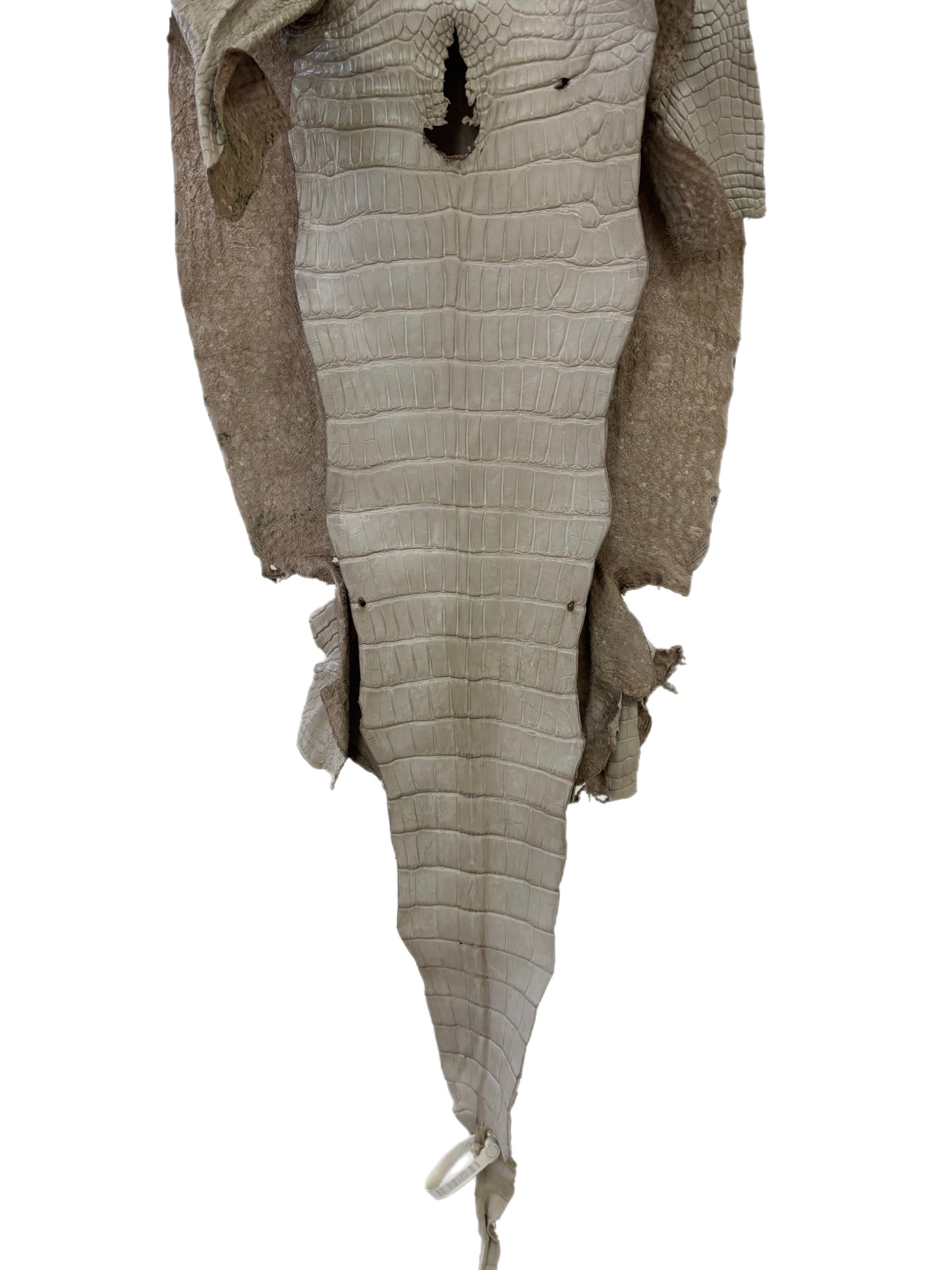 36 cm Grade 2/3 Stormy Matte Wild American Alligator Leather - Tag: LA23-0015405