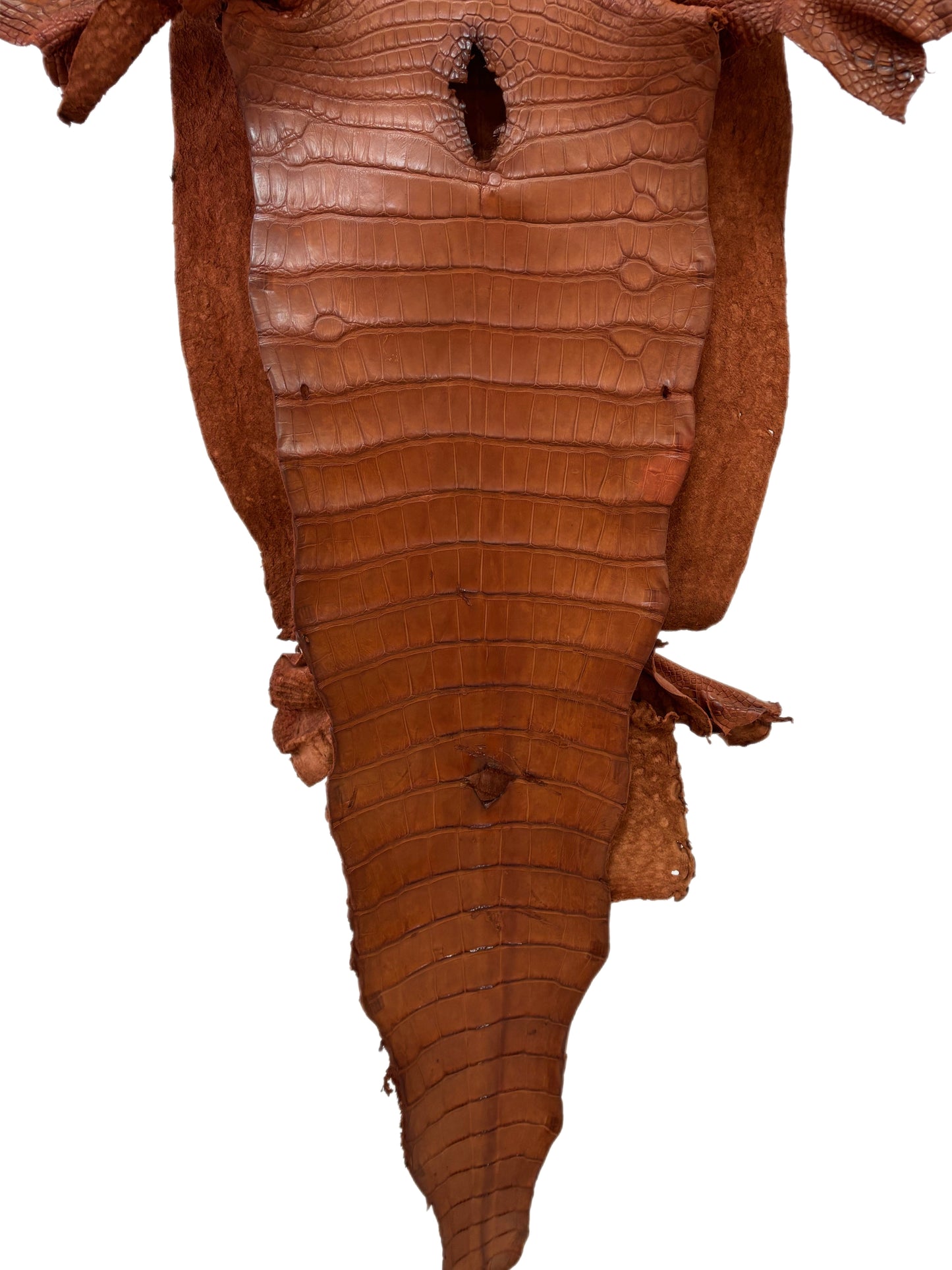 41 cm Grade 2/3 Cognac Matte Wild American Alligator Leather - Tag: MS24-0000752