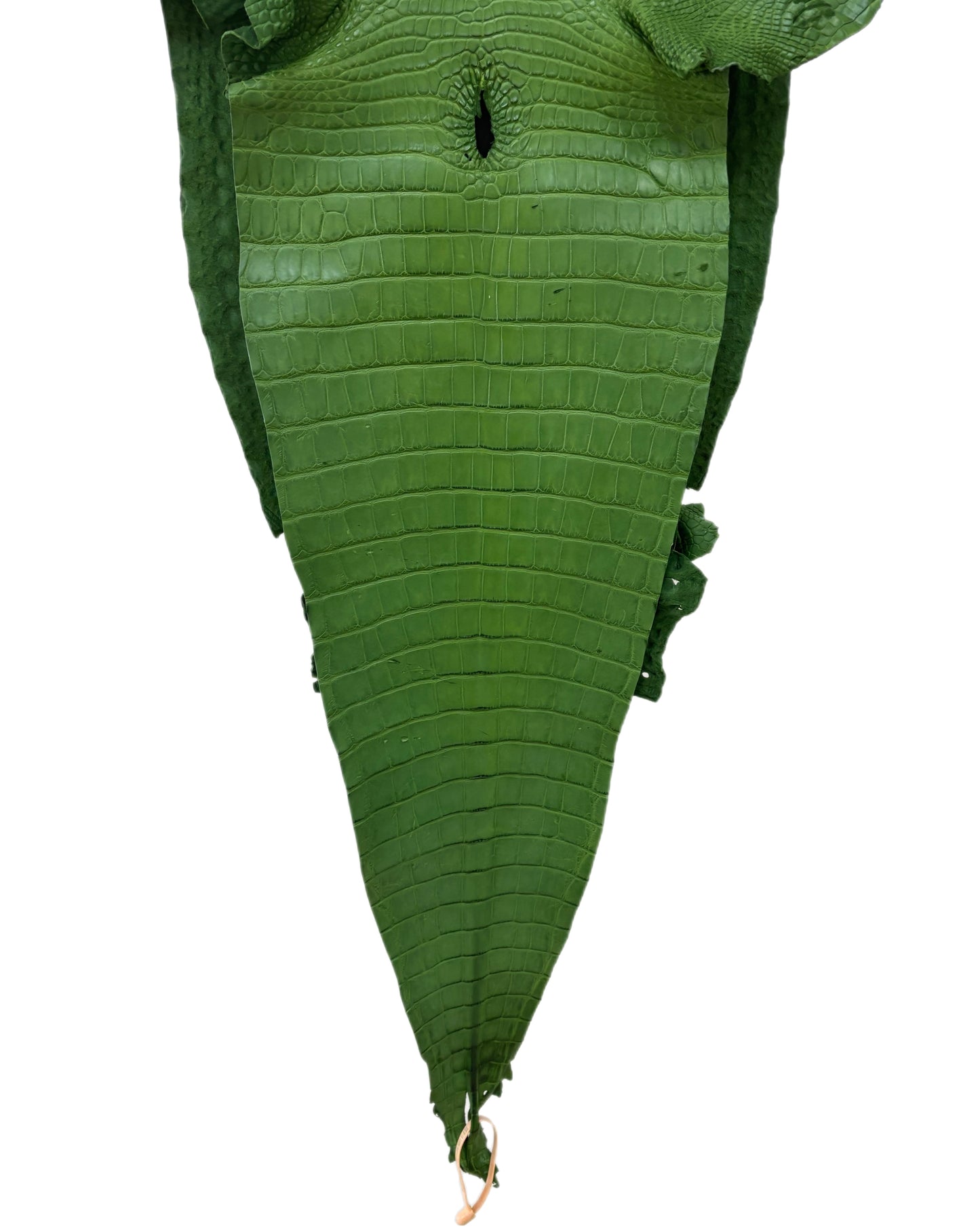 37 cm Grade 3/4 Jungle Green Matte Farm-Raised American Alligator Leather - Tag: FL18-0034776