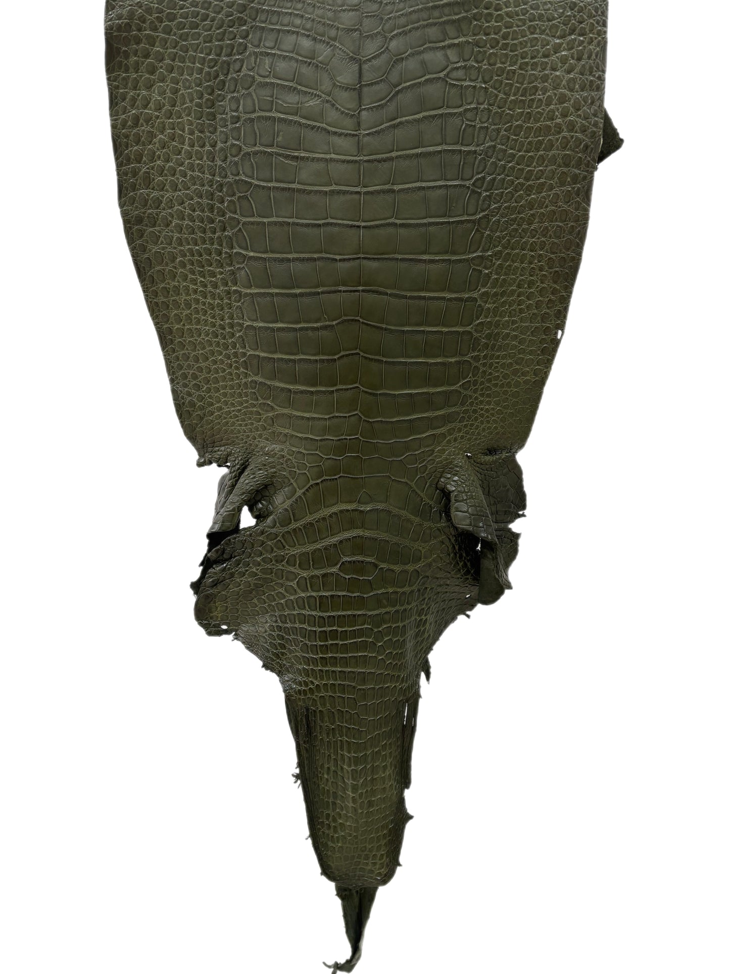 36 cm Grade 2/3 Olive Matte Wild American Alligator Leather - Tag: LA23-0016638