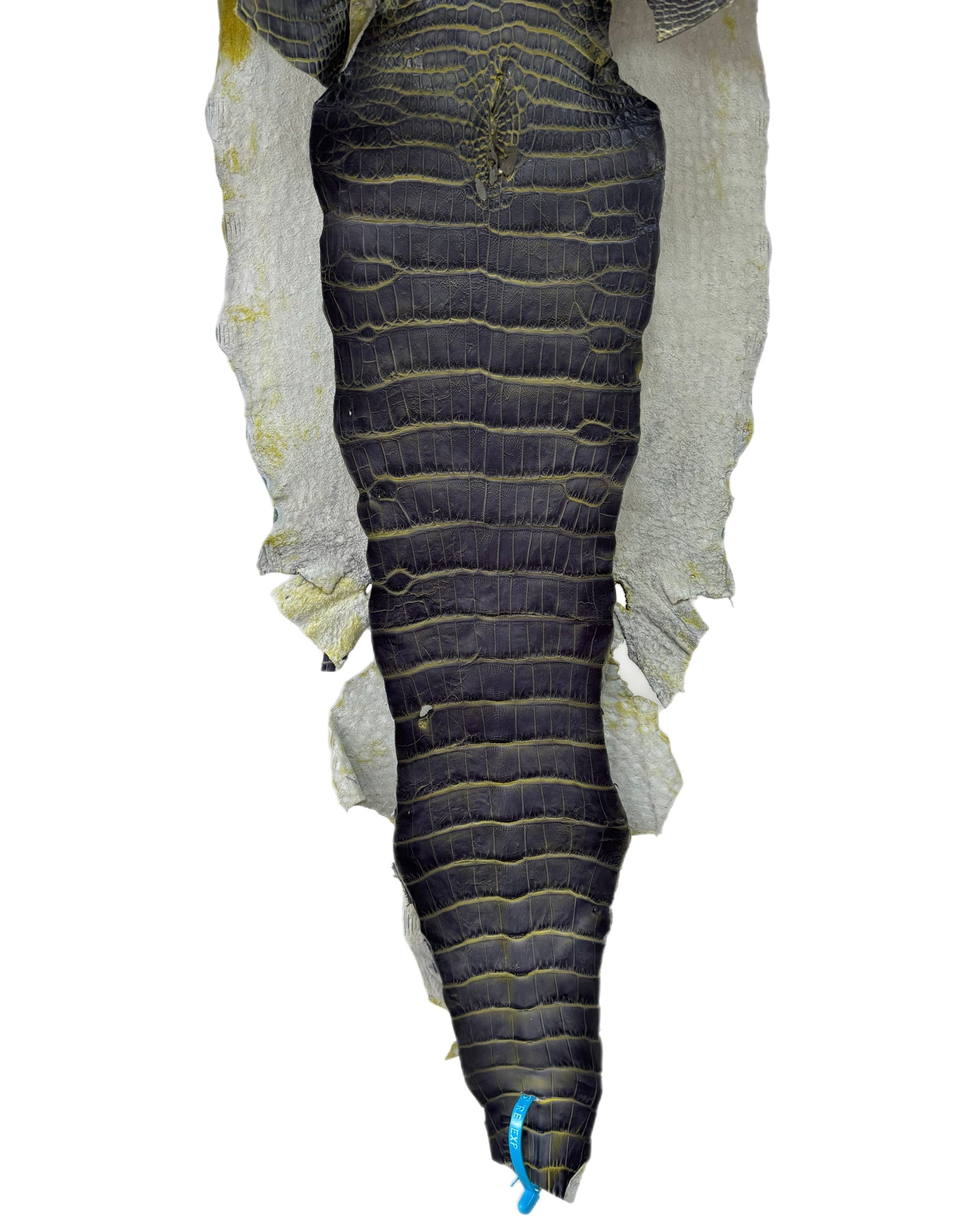 33 cm Grade 3/4 Voltage Matte Wild American Alligator Leather - Tag: ESRE-0051051