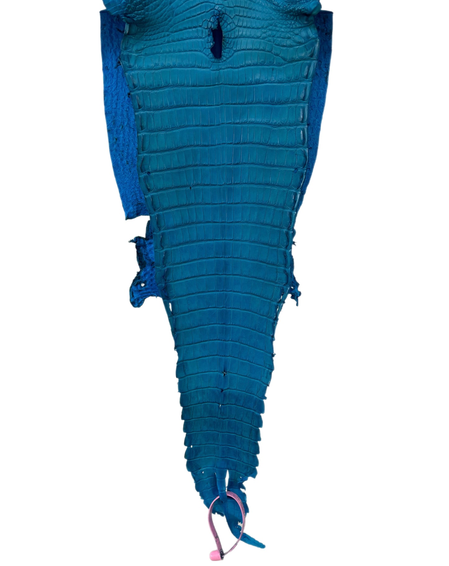 22 cm Grade 4/5 Ultramarine Matte Farm-Raised American Alligator Leather - Tag: FL21-0024535