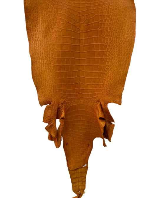 44 cm Grade 3/4 Buttercup Matte Wild American Alligator Leather - Tag: LA23-0030717