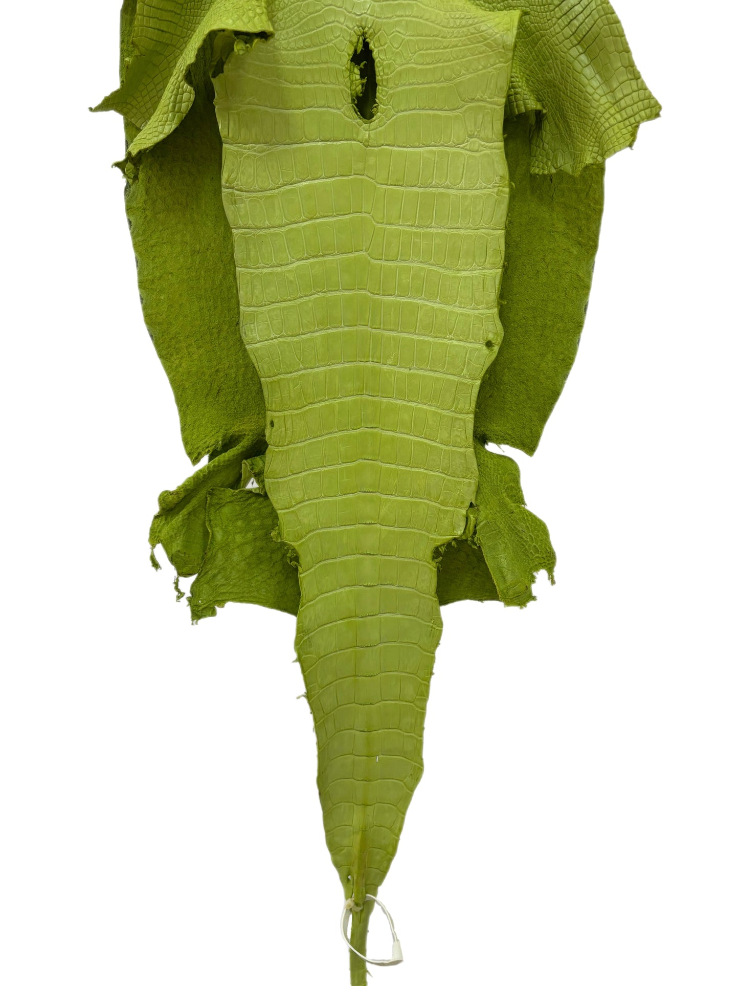 37 cm Grade 3/4 Chartreuse Matte Wild American Alligator Leather - Tag: LA23-0003429