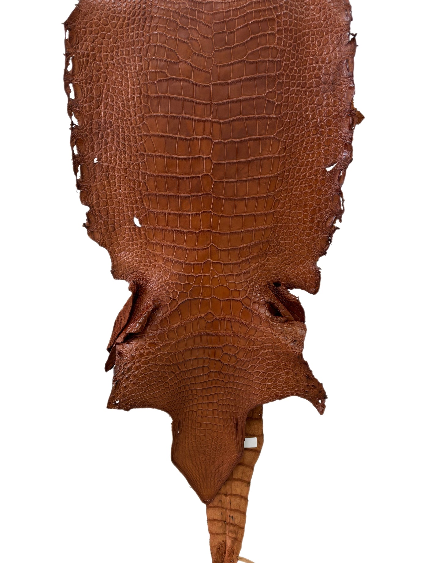 37 cm Grade 4/5 Cognac Matte Wild American Alligator Leather - Tag: LA23-0023834