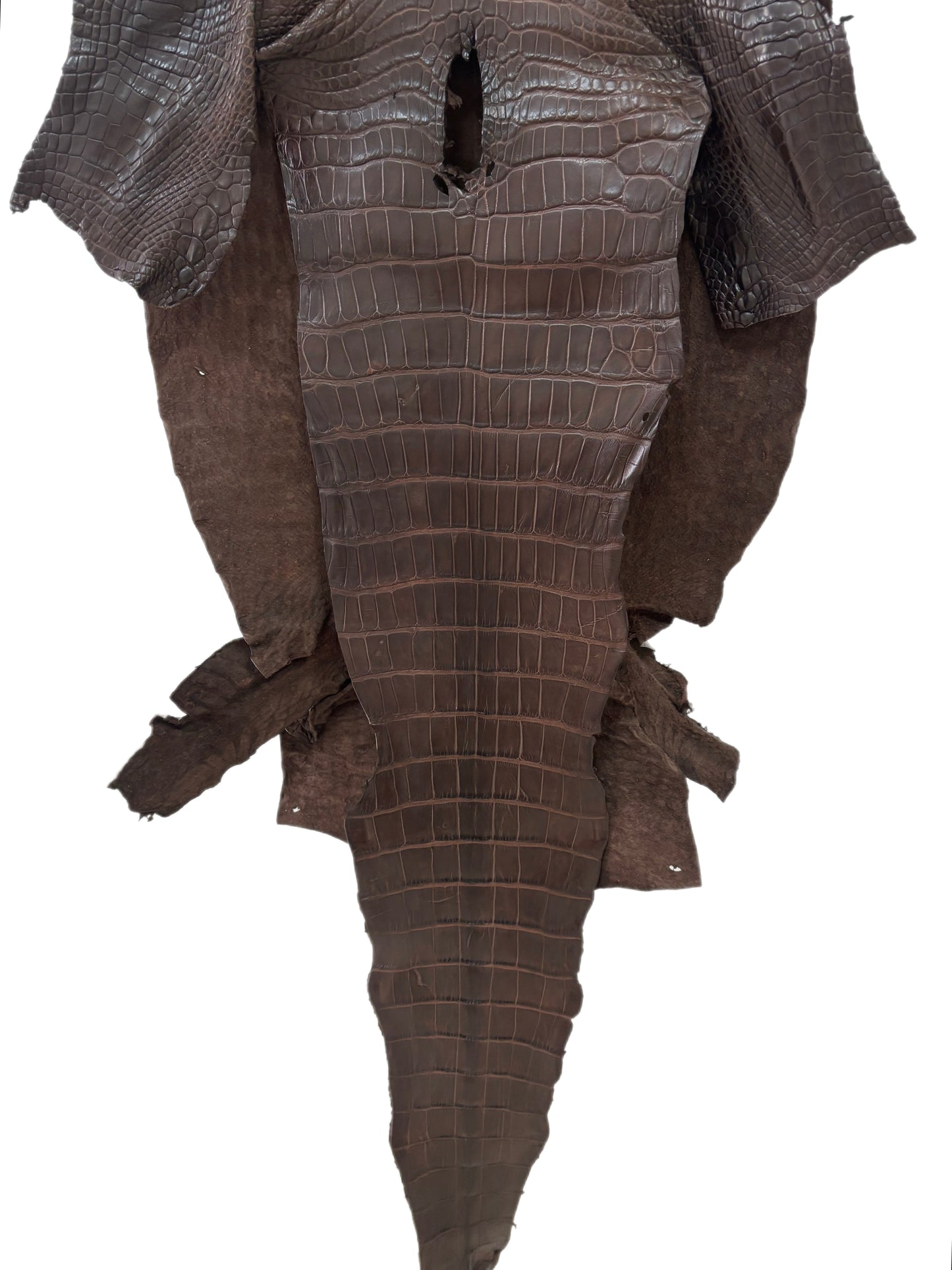 40 cm Grade 3/4 Chocolate Matte Wild American Alligator Leather - Tag: LA23-0027405
