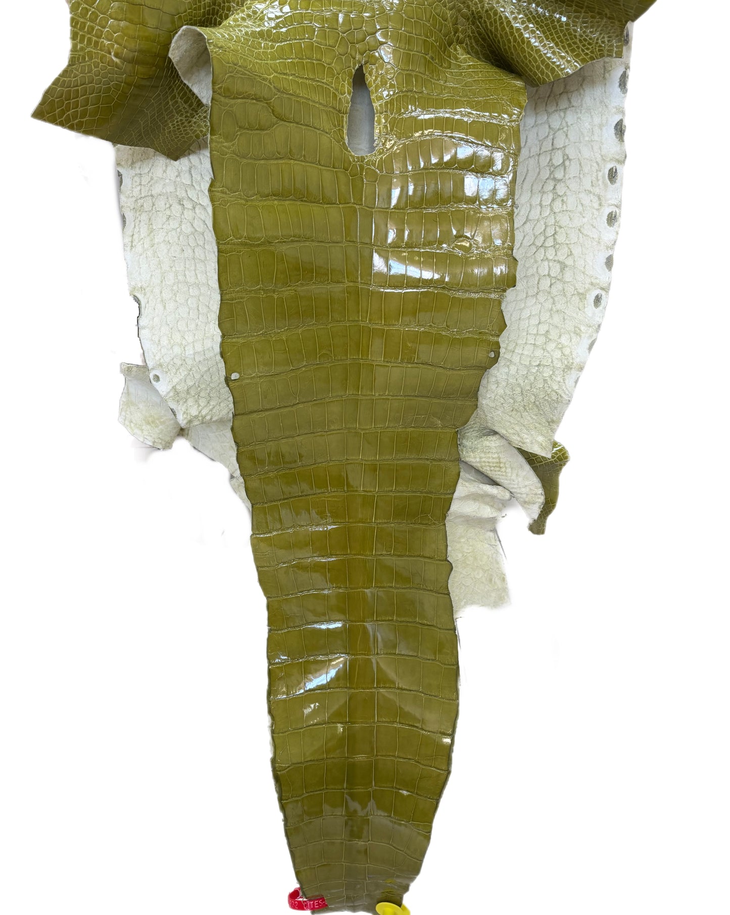 CLOSEOUT | 45 cm Grade 2/3 Muguet Glazed Wild American Alligator Leather - Tag: CCIT-0539932