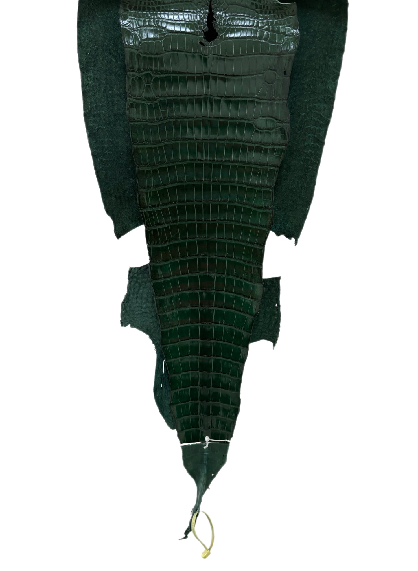 37 cm Grade 2/3 Forest Green Millennium Wild American Alligator Leather - Tag: LA16-0040624