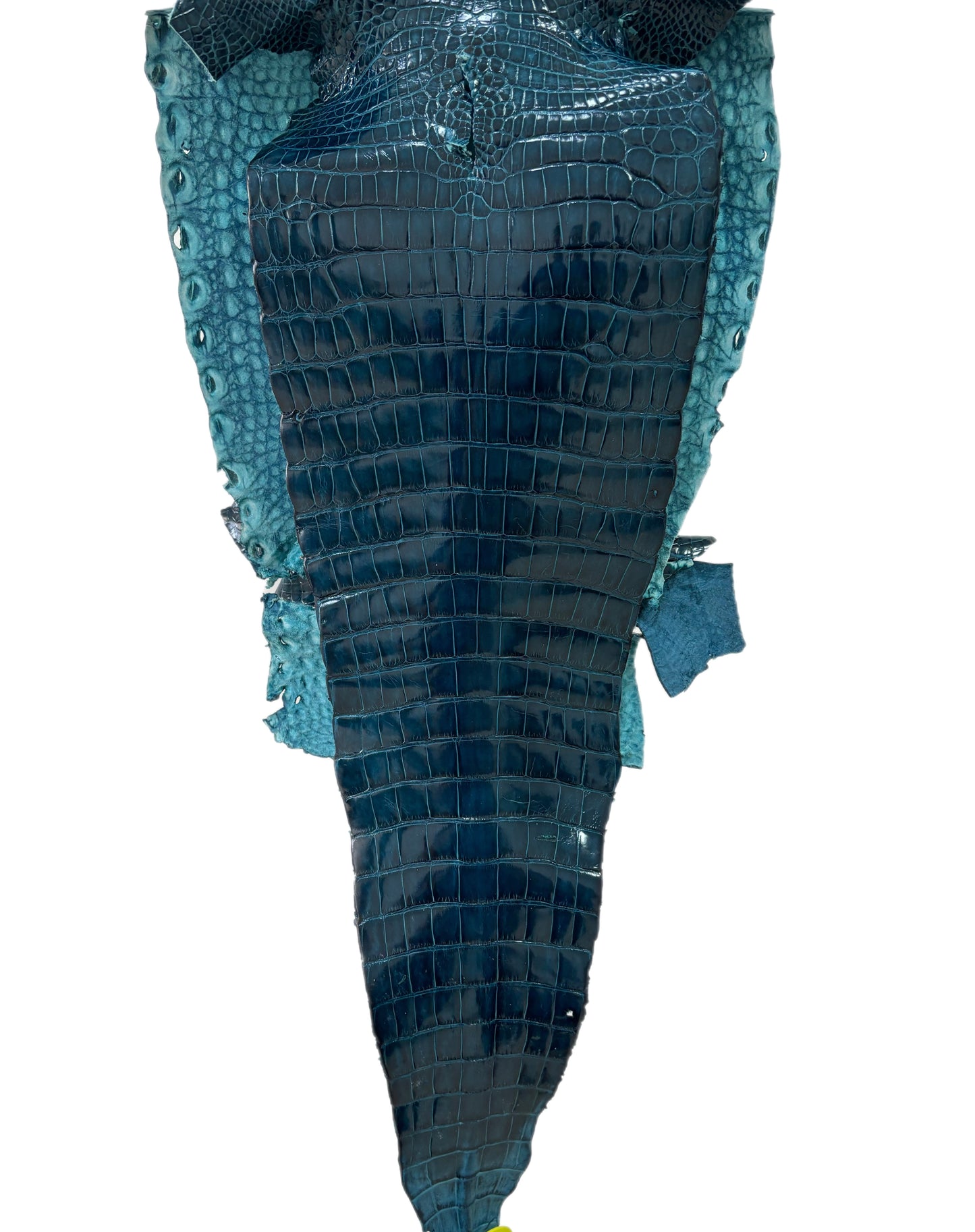 30 cm Grade 1/2 Tahiti Glazed Farm-Raised American Alligator Leather - Tag: FL16-0027475
