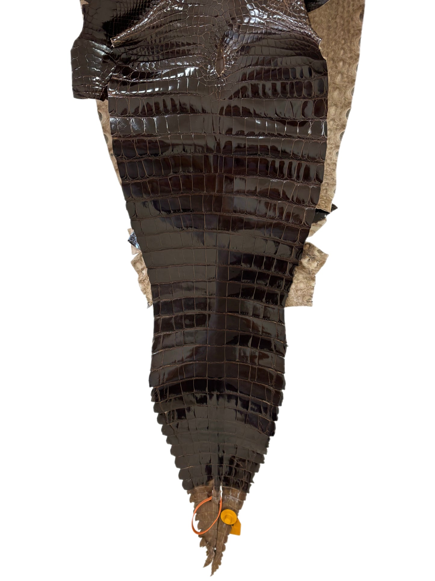 36 cm Grade 1/2 Sport Rust Brown Glazed Farm-Raised American Alligator Leather - Tag: GA14-0023414