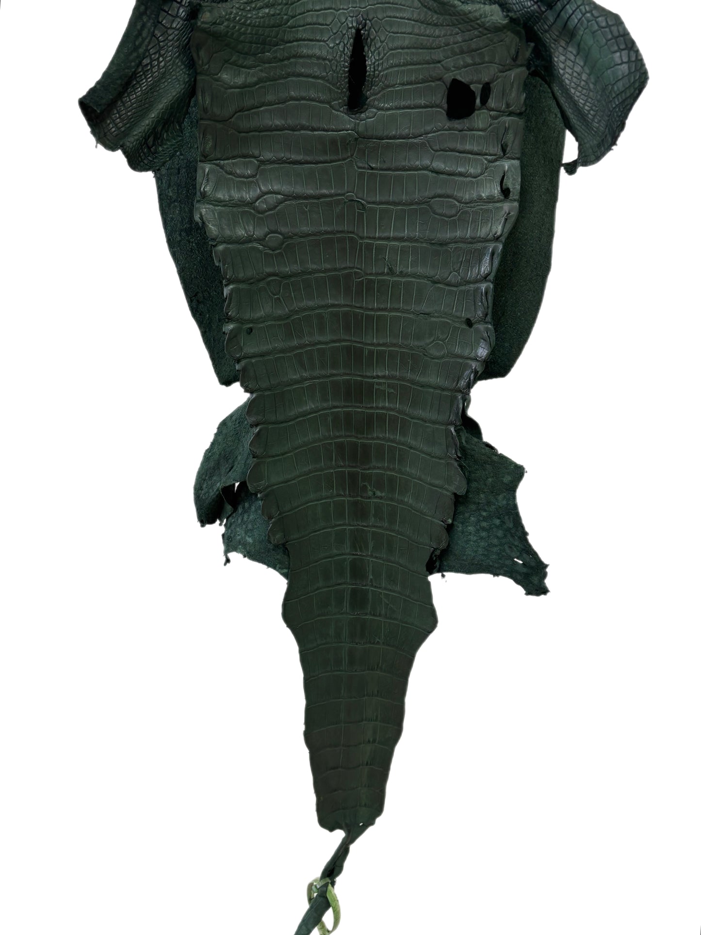 37 cm Grade 3/4 Forest Green Matte Wild American Alligator Leather - Tag: LA23-0002127
