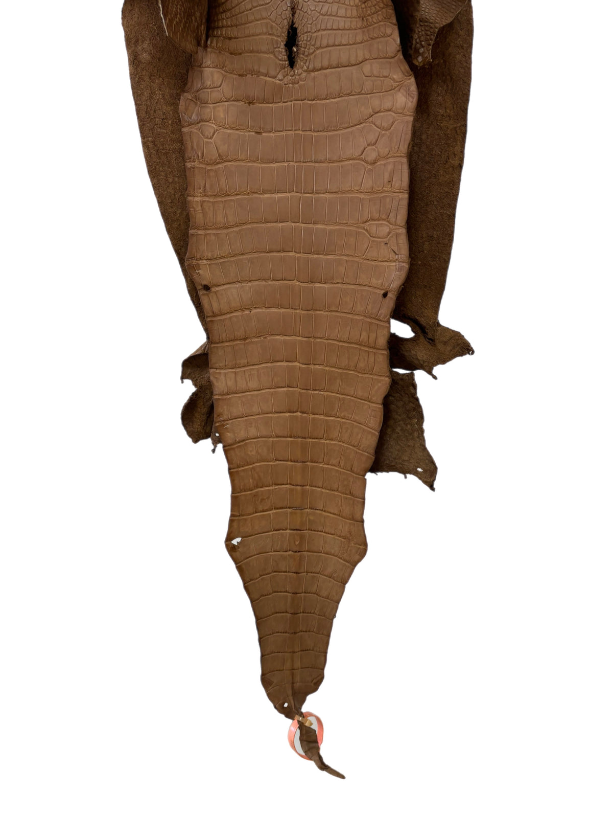 33 cm Grade 4/5 Cammello Matte Wild American Alligator Leather - Tag: MS24-0000579