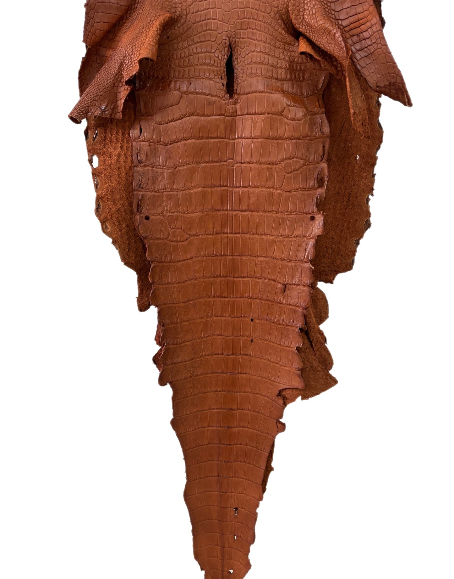 41 cm Grade 4/5 Cognac Matte Wild American Alligator Leather - Tag: LA23-0023019