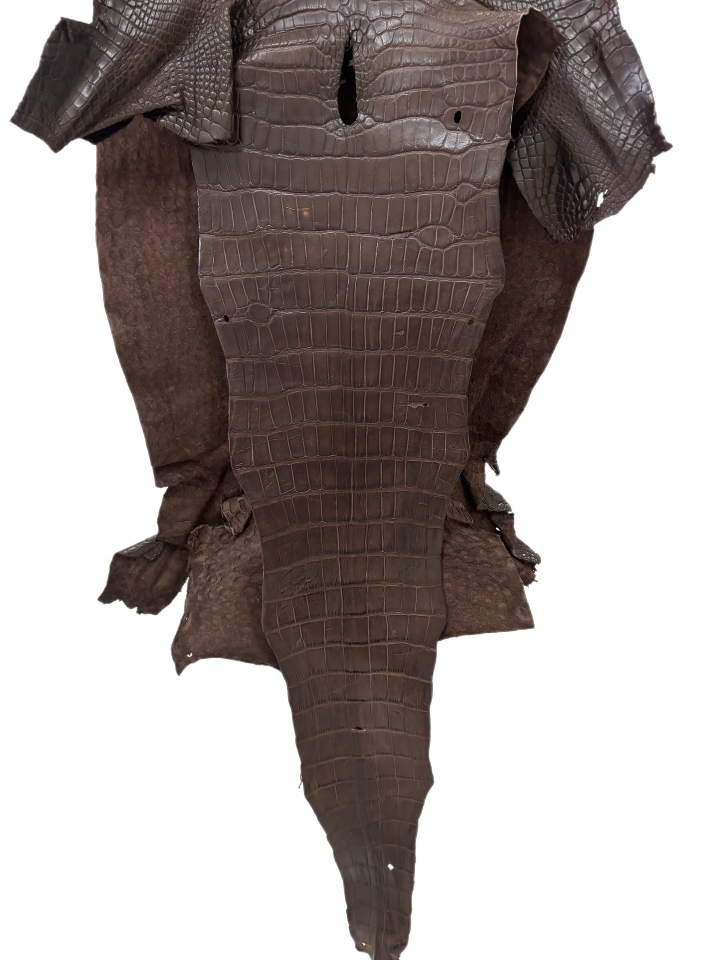 43 cm Grade 3/4 Chocolate Matte Wild American Alligator Leather - Tag: LA23-0030888