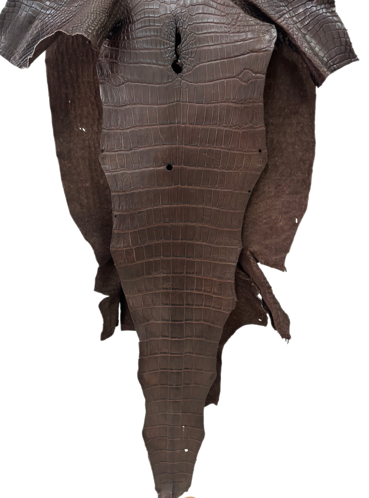49 cm Grade 3/4 Chocolate Matte Wild American Alligator Leather - Tag: LA23-0048120