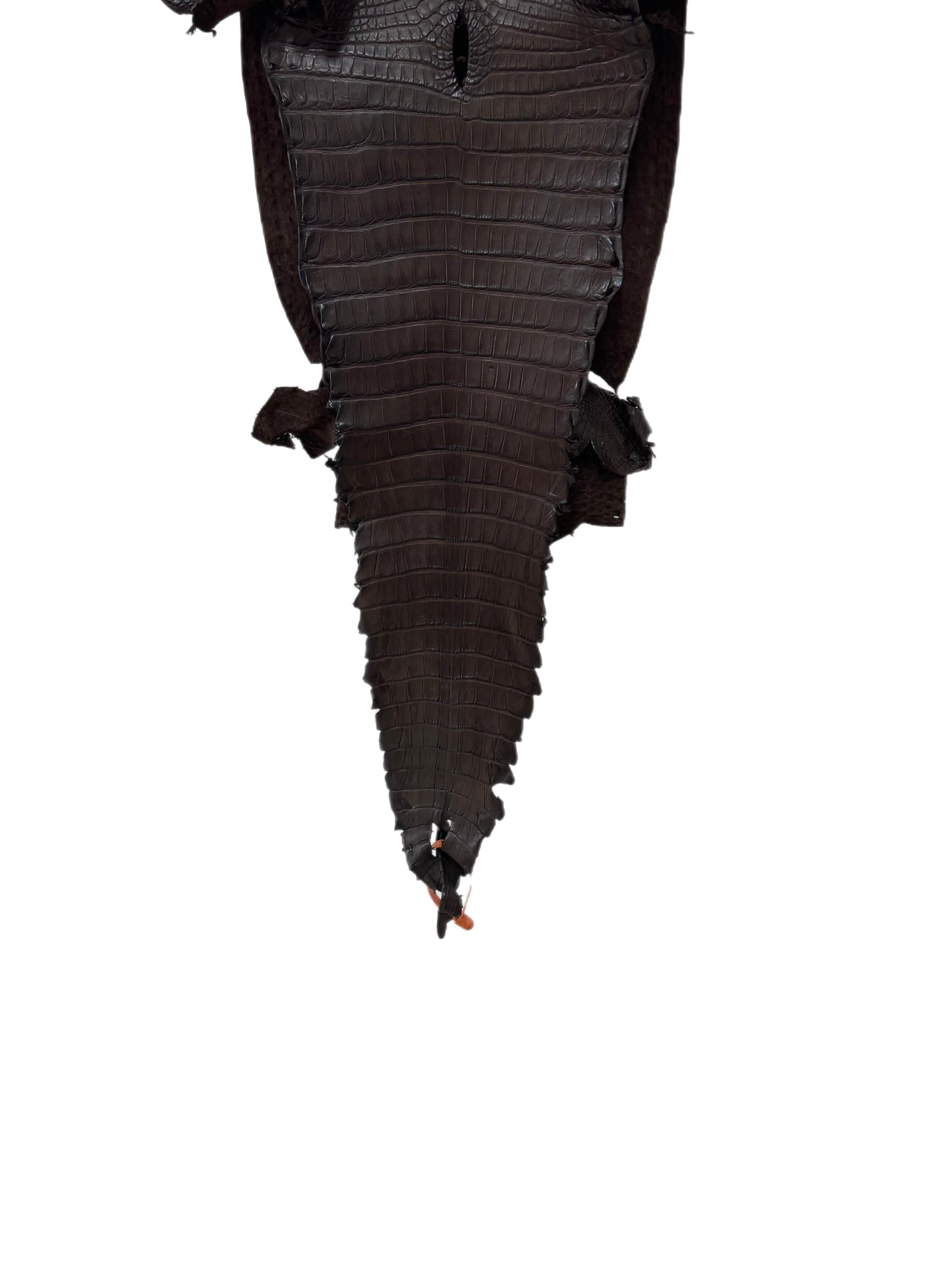 29 cm Grade 2/3 Chocolate Matte Farm-Raised American Alligator Leather - Tag: FL21-0024447