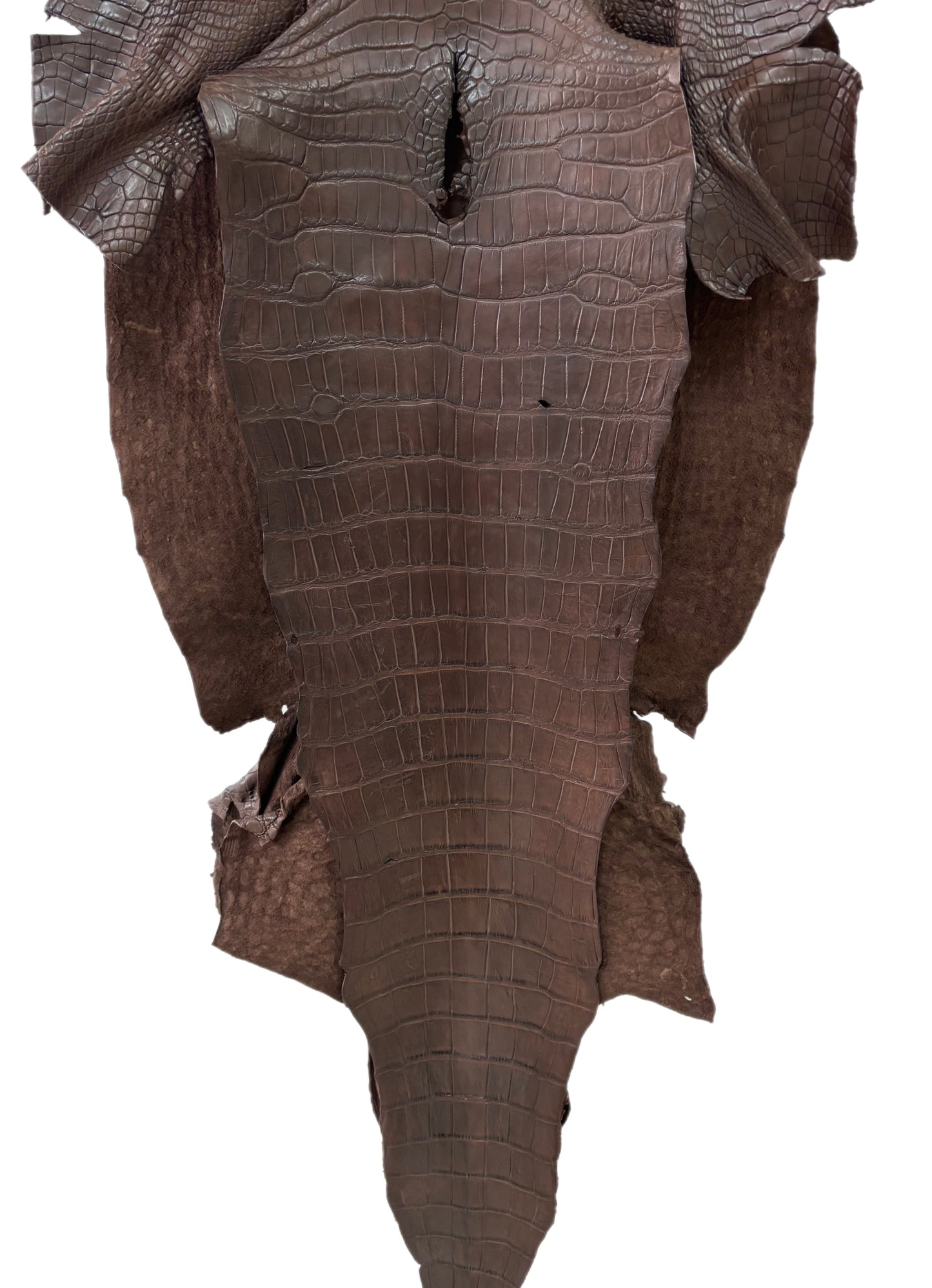52 cm Grade 2/3 Chocolate Matte Wild American Alligator Leather - Tag: LA23-0047068