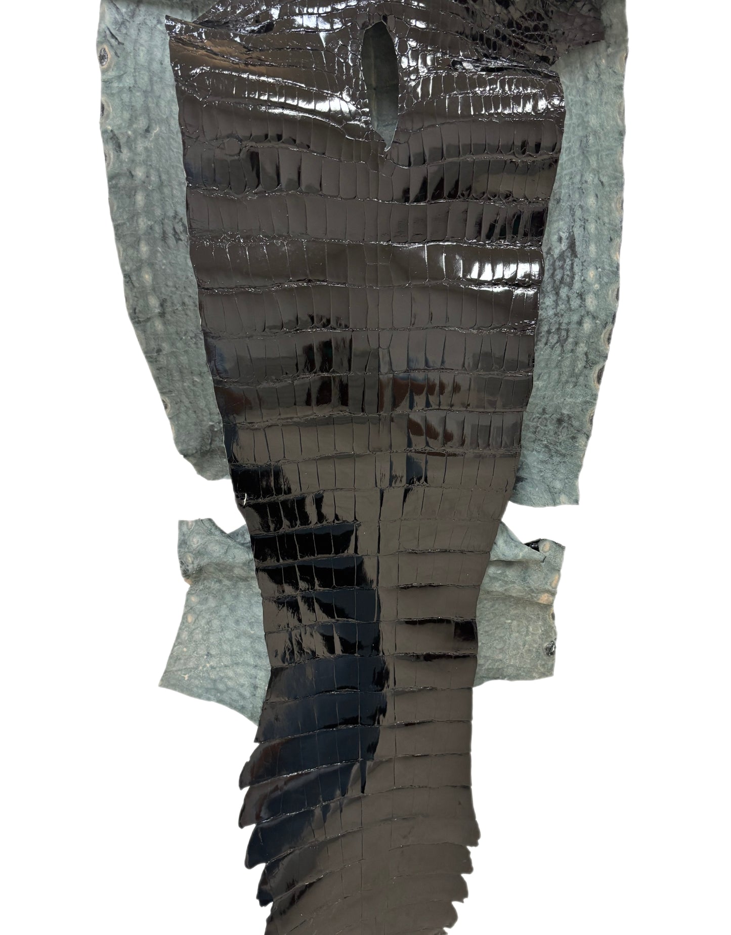 34 cm Grade 1/2 Black Glazed Wild American Alligator Leather - Tag: ITCC-0539887