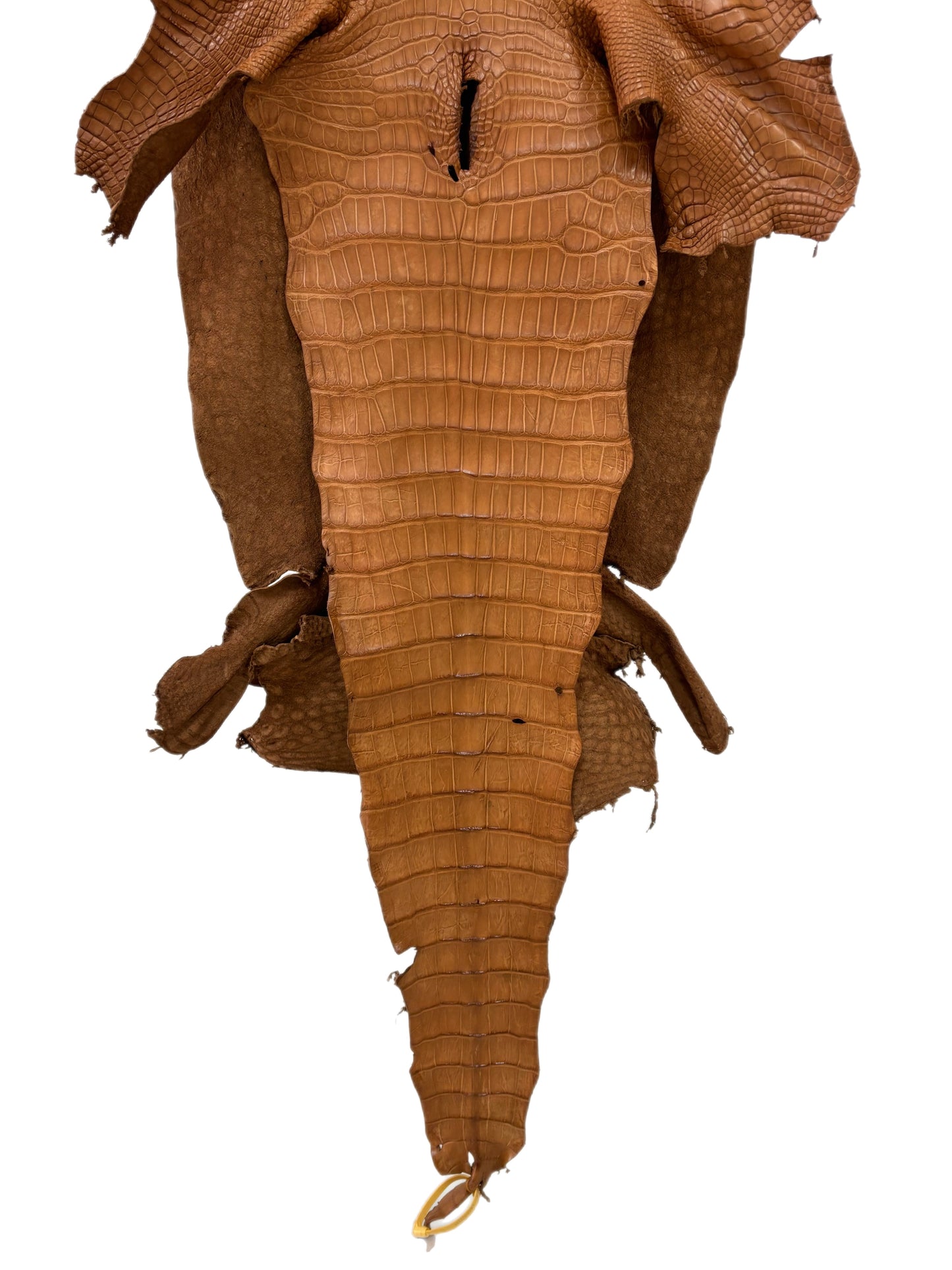 40 cm Grade 3/4 Almond Matte Wild American Alligator Leather - Tag: LA23-0022295