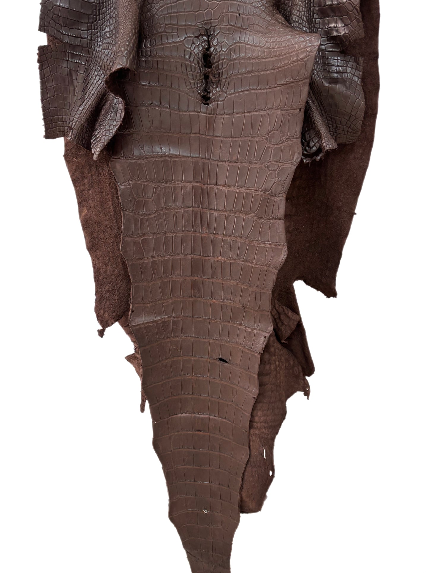 68 cm Grade 3/4 Chocolate Matte Wild American Alligator Leather - Tag: LA24-0037373