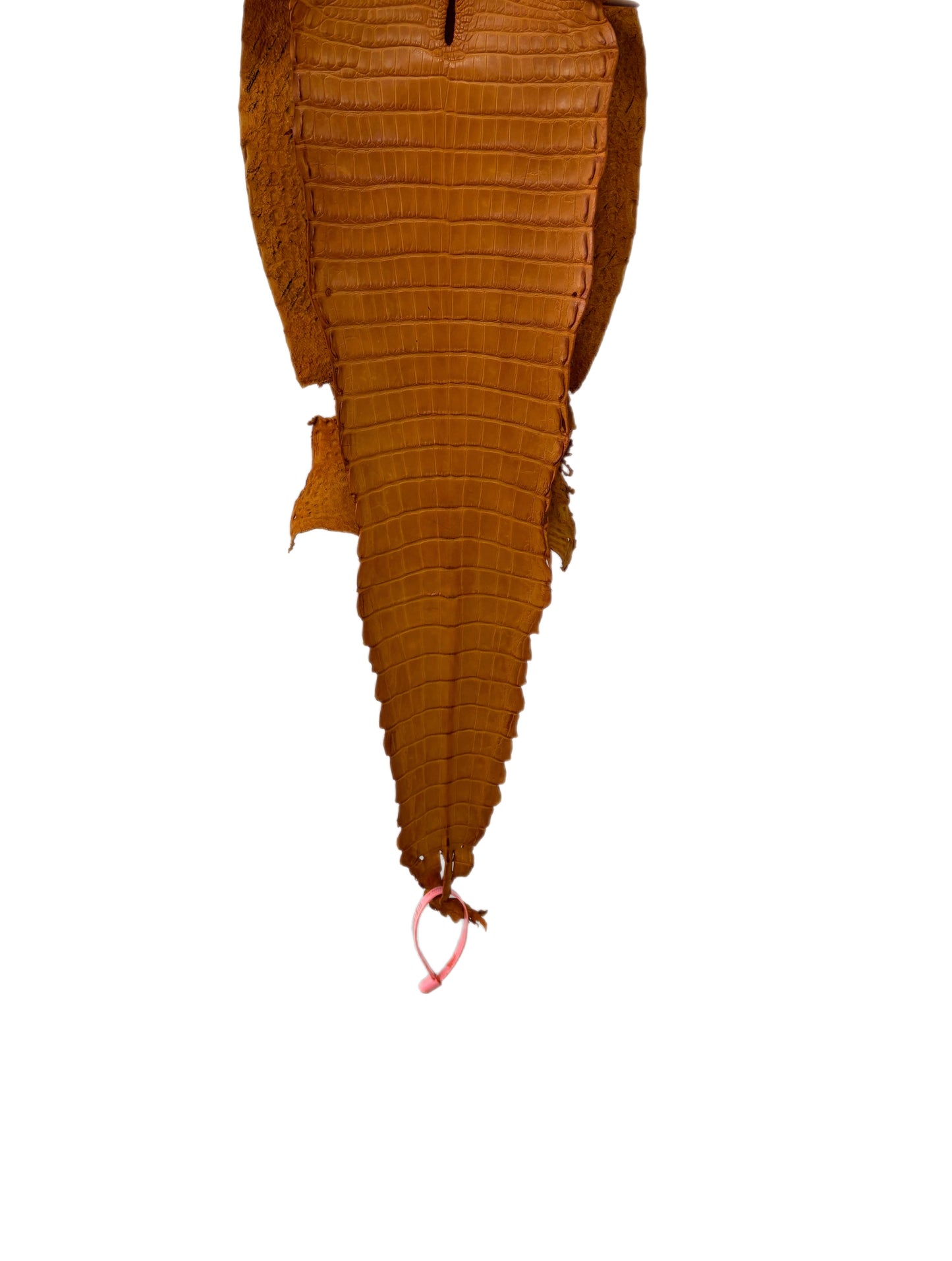 25 cm Grade 2/3 Buttercup Matte Farm-Raised American Alligator Leather - Tag: FL21-0025034