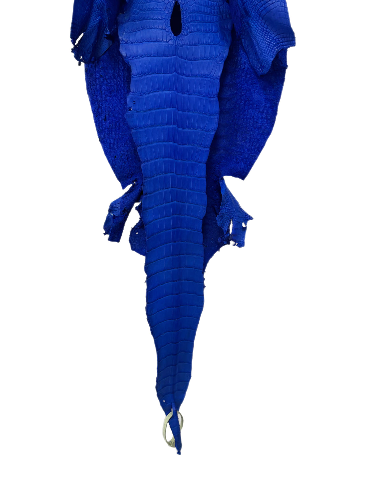 33 cm Grade 2/3 Royal Blue Matte Wild American Alligator Leather - Tag: LA16-0014323