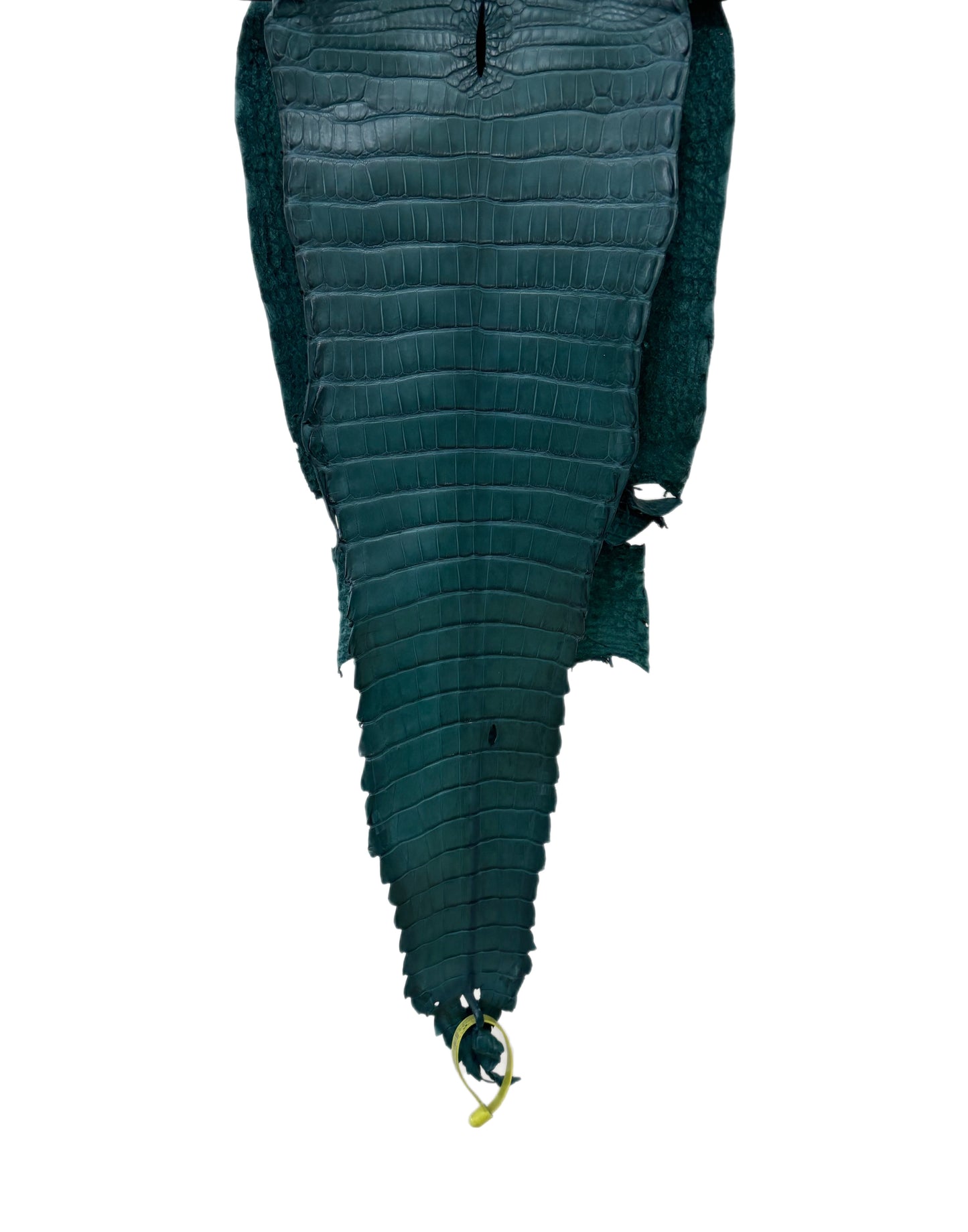 28 cm Grade 4/5 Teal Matte Farm-Raised American Alligator Leather - Tag: FL22-0030337