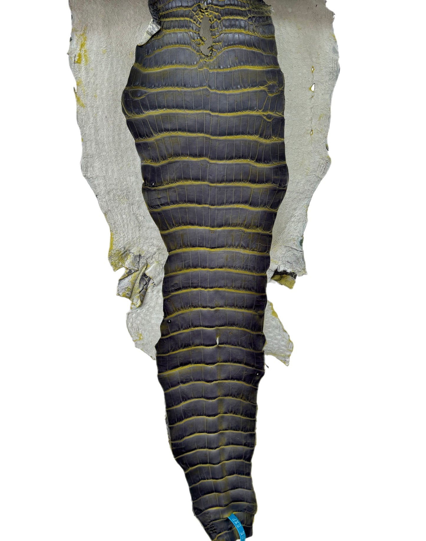 30 cm Grade 2/3 Voltage Matte Wild American Alligator Leather - Tag: ESRE-0050609