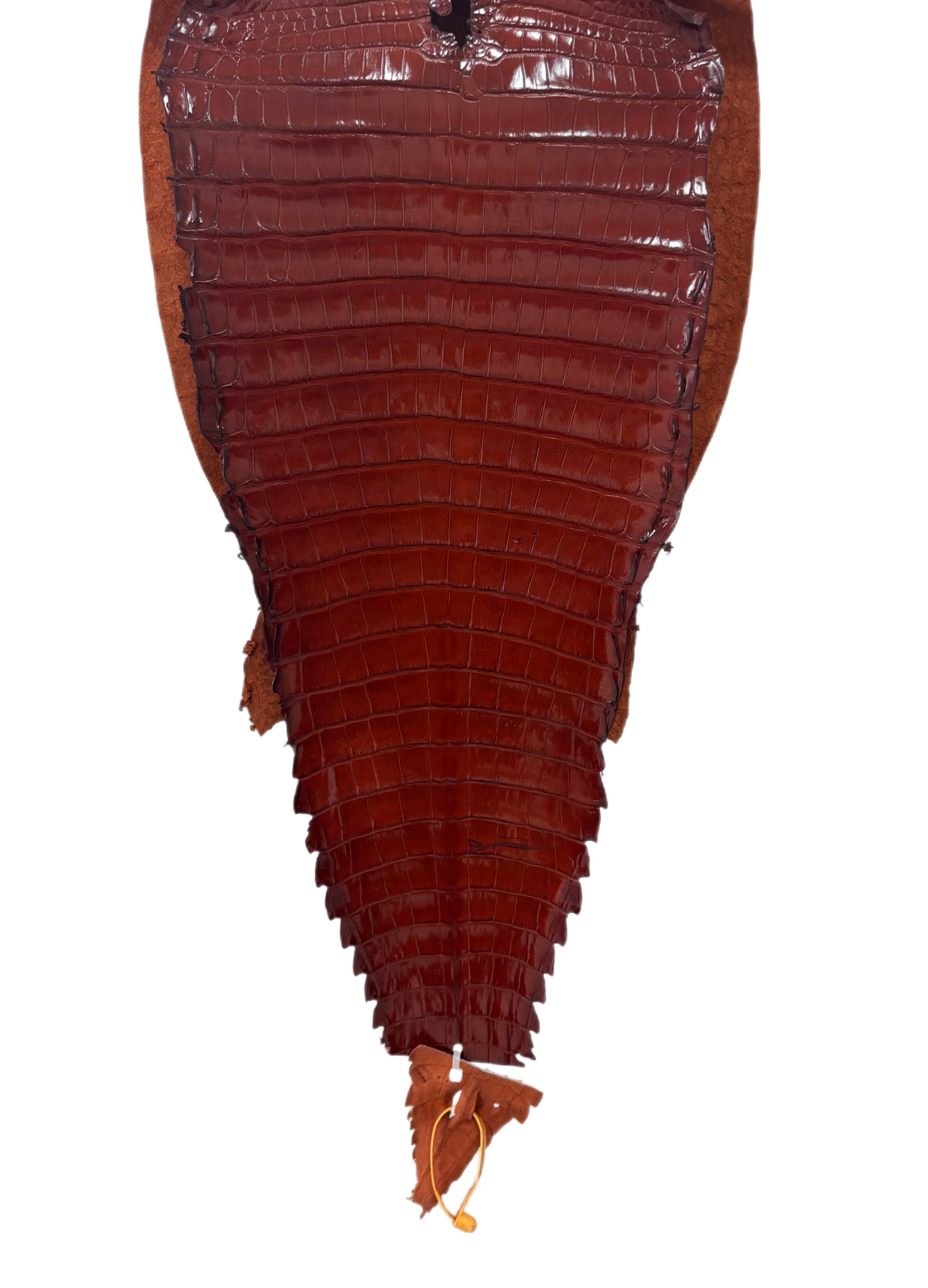 36 cm Grade 1/2 Peanut Millennium Farm-Raised American Alligator Leather - Tag: FL17-0052985