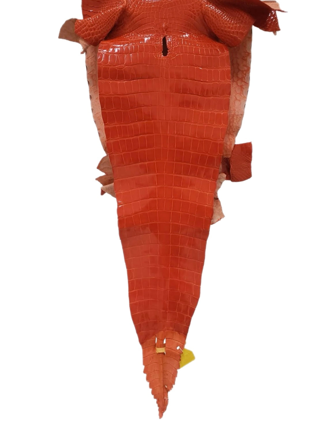 31 cm Grade 2/3 Mandarina Glazed Farm-Raised American Alligator Leather - Tag: GA13-0021011