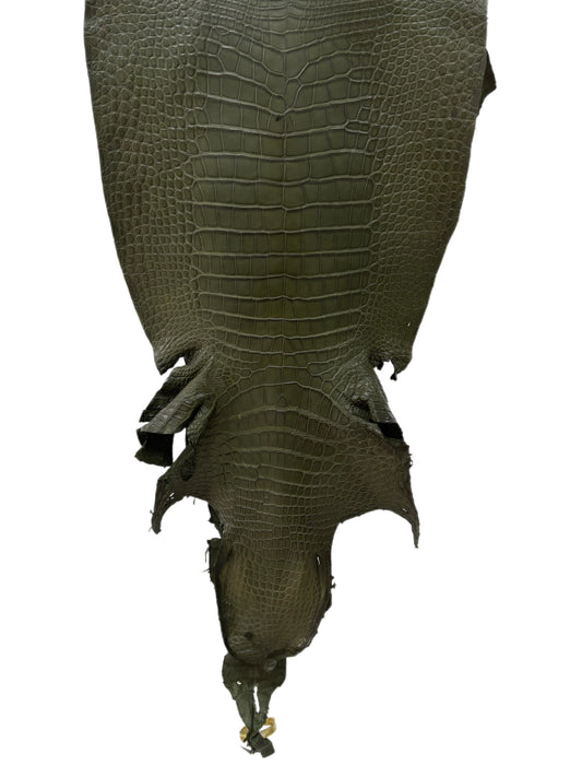 38 cm Grade 2/3 Olive Matte Wild American Alligator Leather - Tag: LA23-0004850