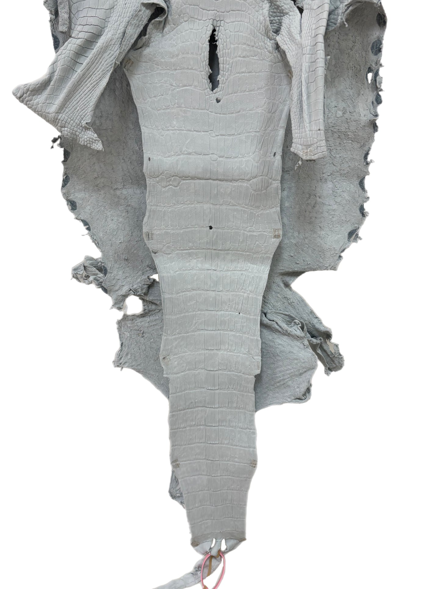46 cm Grade 4/5 White Crust Wild American Alligator Leather - Tag: LA24-0022746
